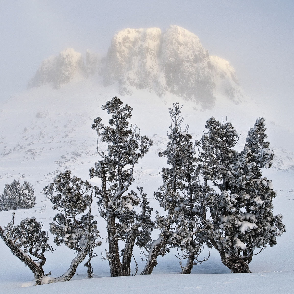 Grant Dixon - Pencil Pines, Walls of Jerusalem