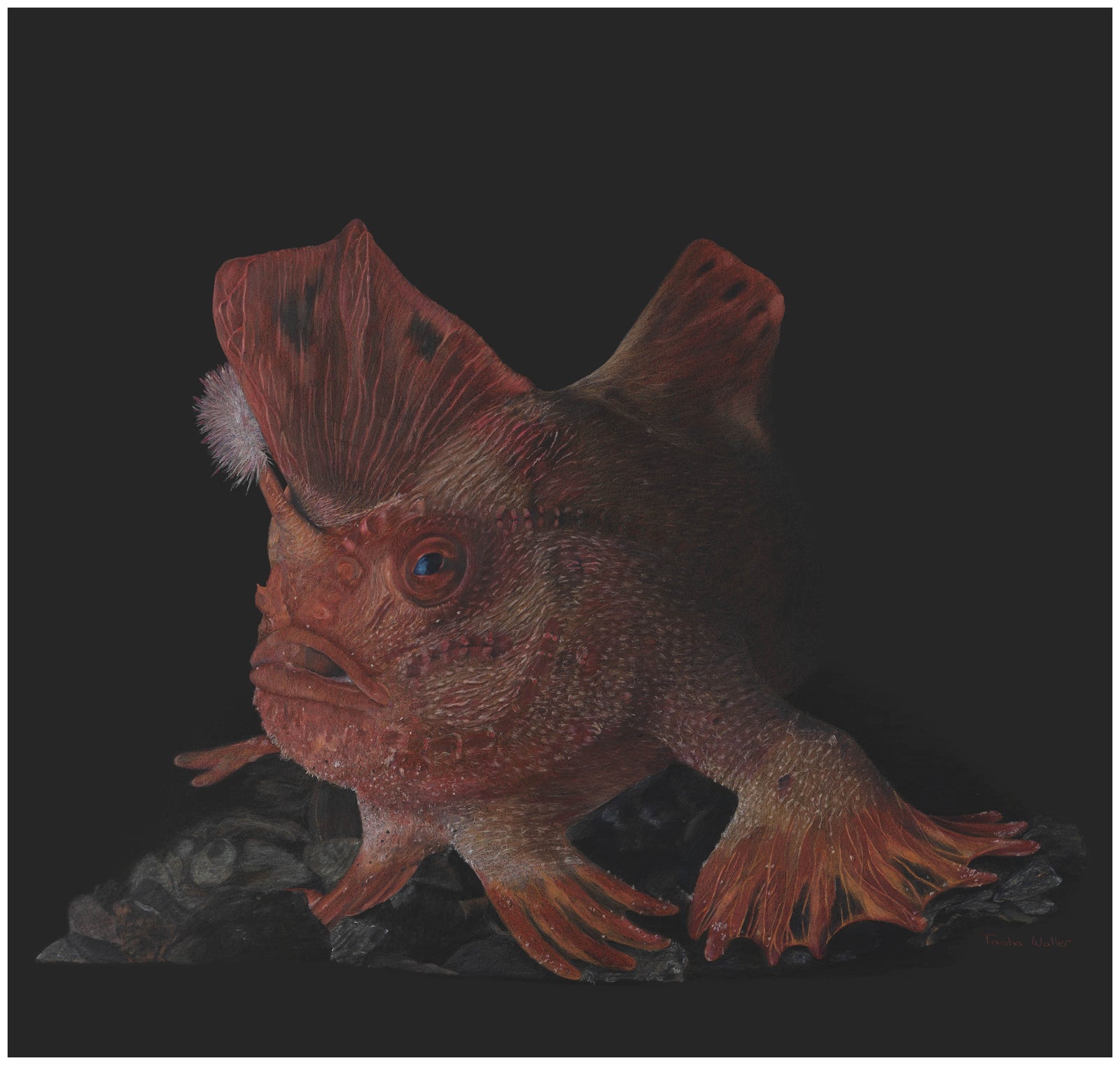 Tasha Waller - Red Handfish