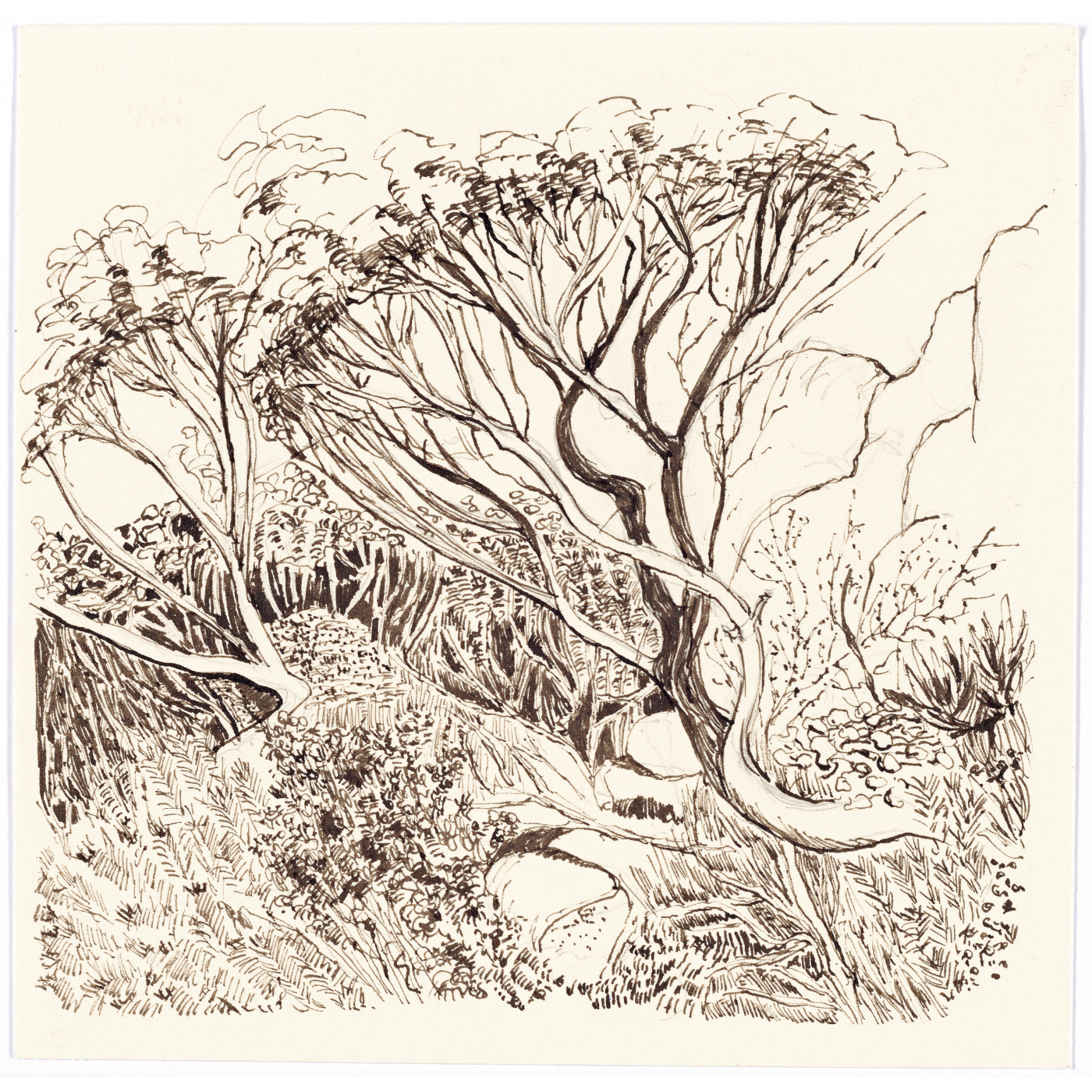 Nola Parsons - Windswept