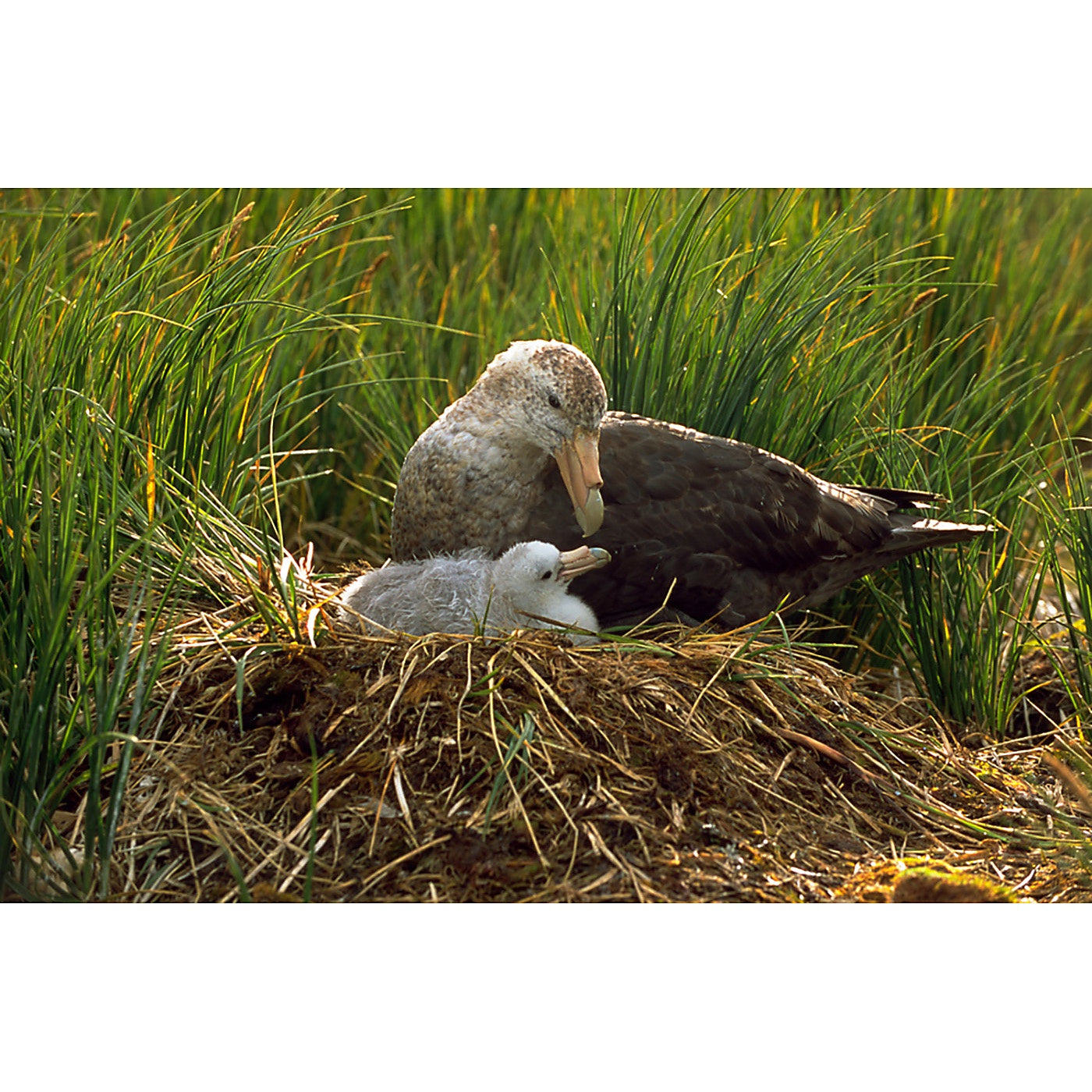 Graham Robertson - Southern Giant Petrel and Chick