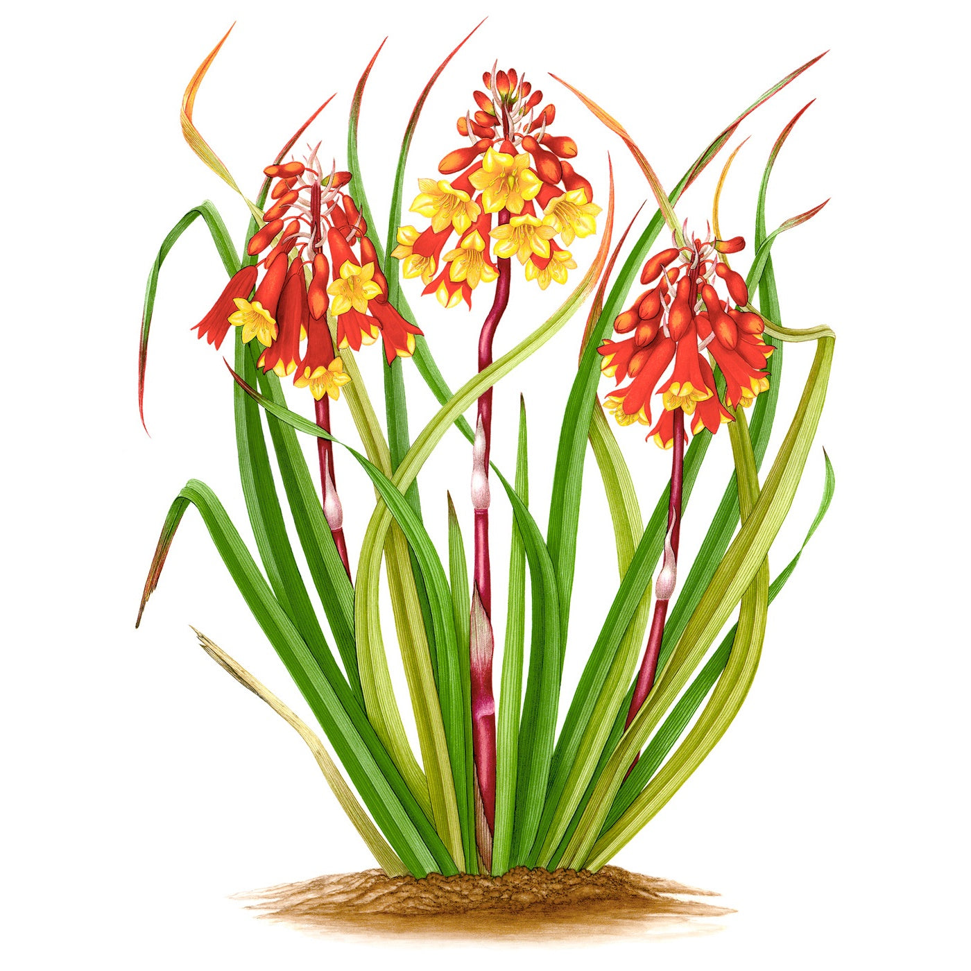 Sylvie Gerozisis - Botanica Tasmania - Art Print – Christmas Bells 2