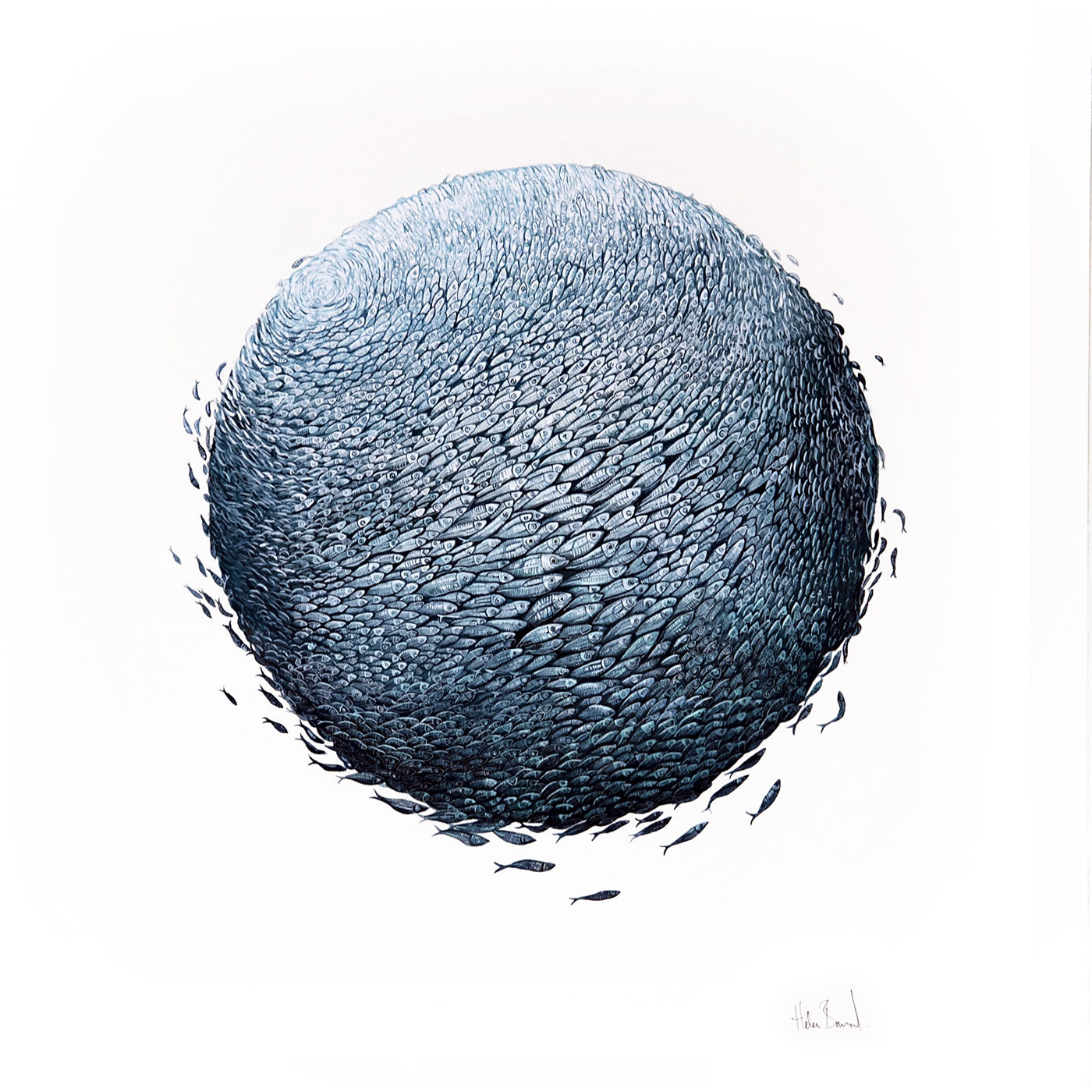 The Little Wren - Art Print - Bait Ball of Jack Mackerel
