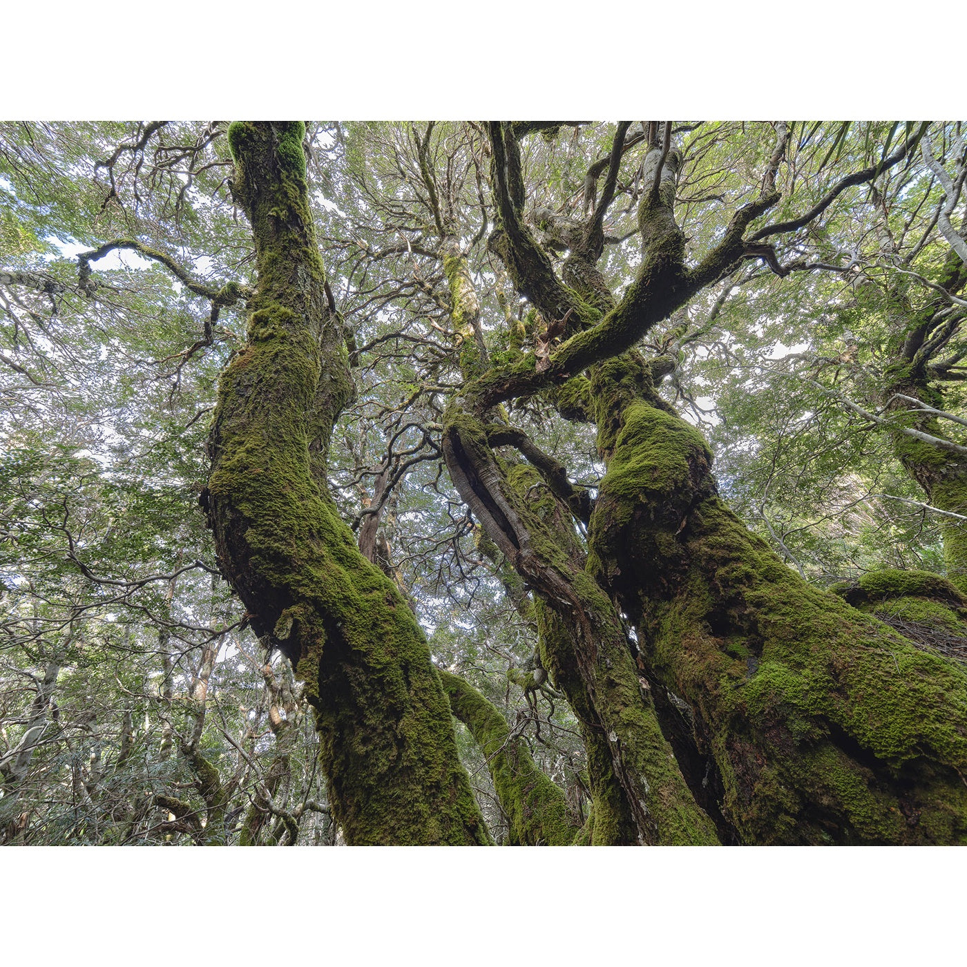 Rob Blakers - Franklin-Gordon Wild Rivers National Park - Ancient Myrtles