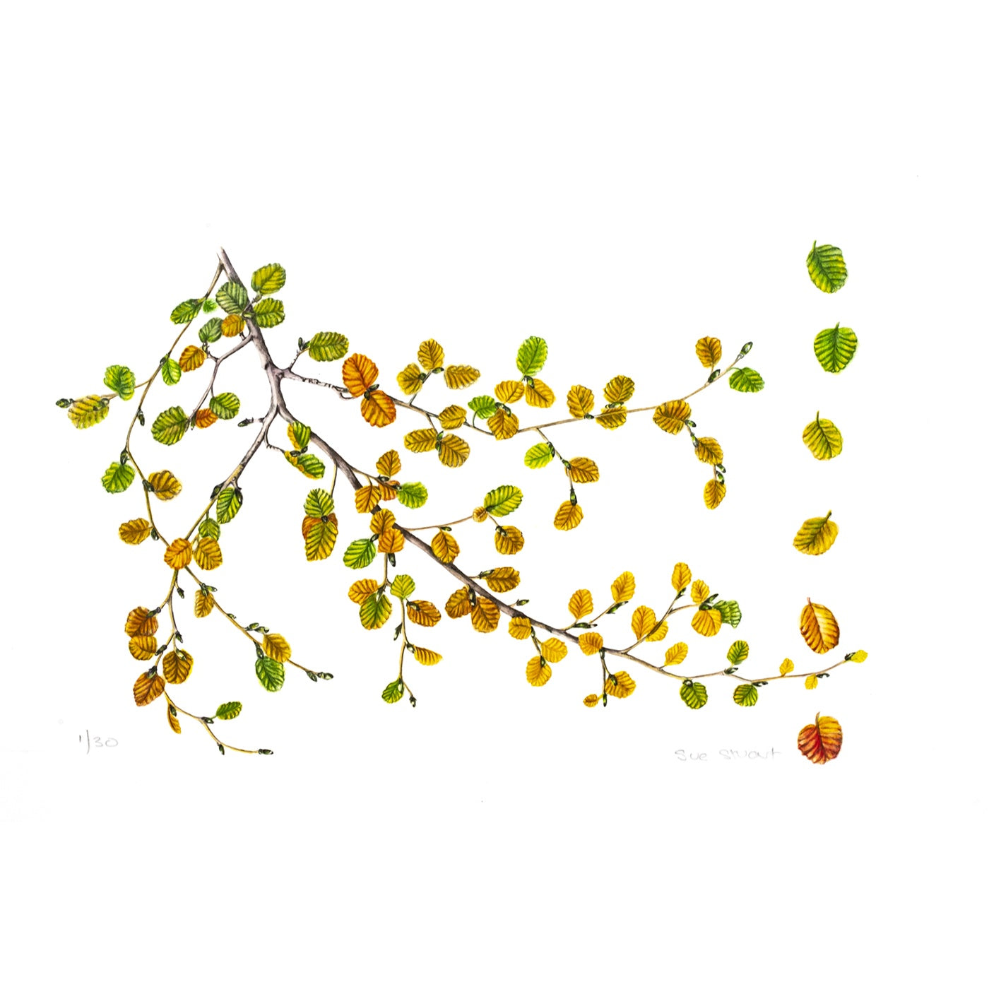 Sue Stuart - Art Print - Fagus