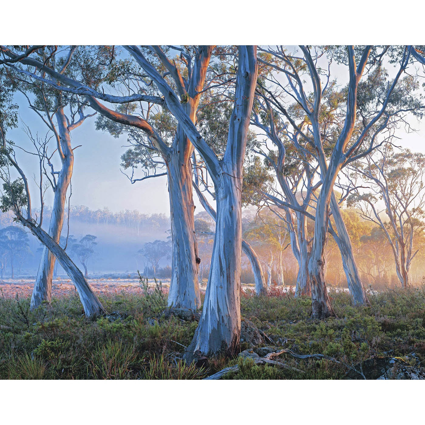 Rob Blakers - Navarre Plains - Snowgums