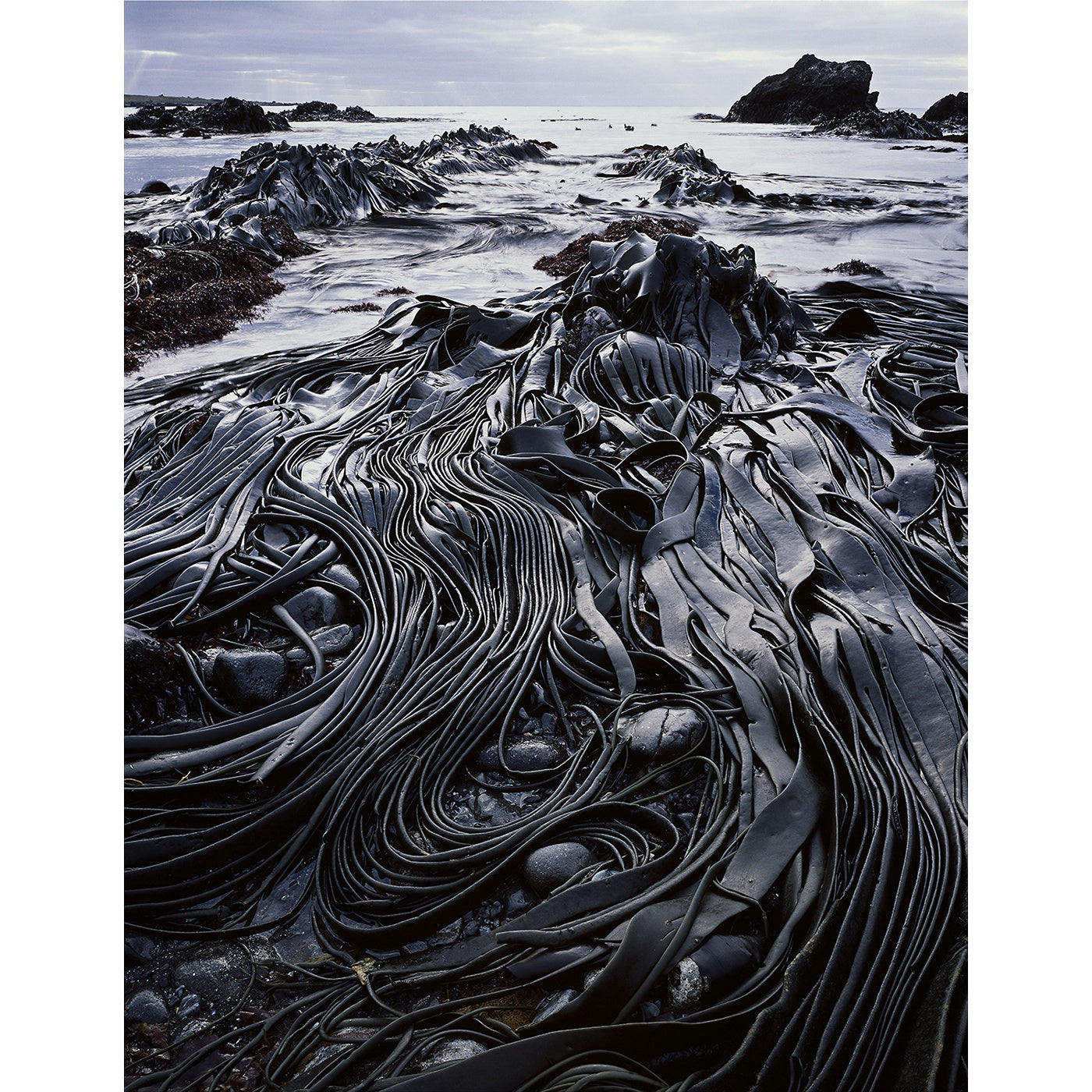 Peter Dombrovskis - Giant Kelp