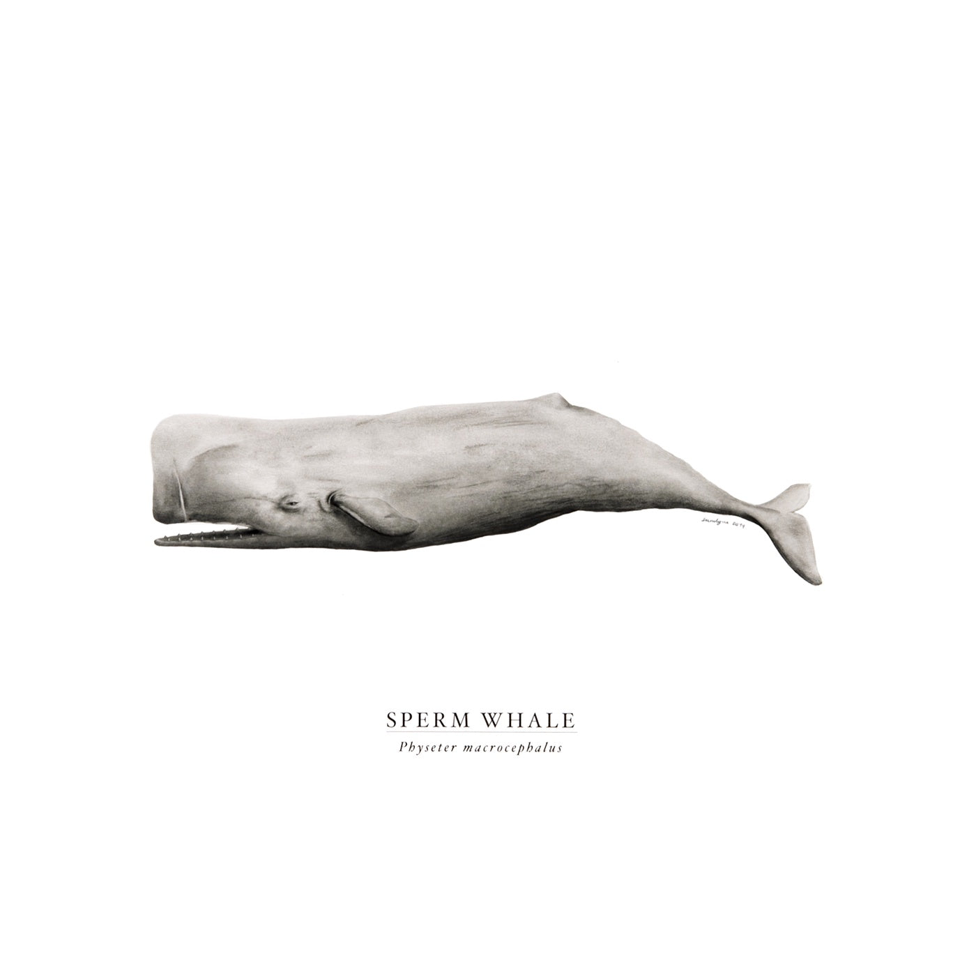 Sam Lyne - Art Print - Sperm Whale