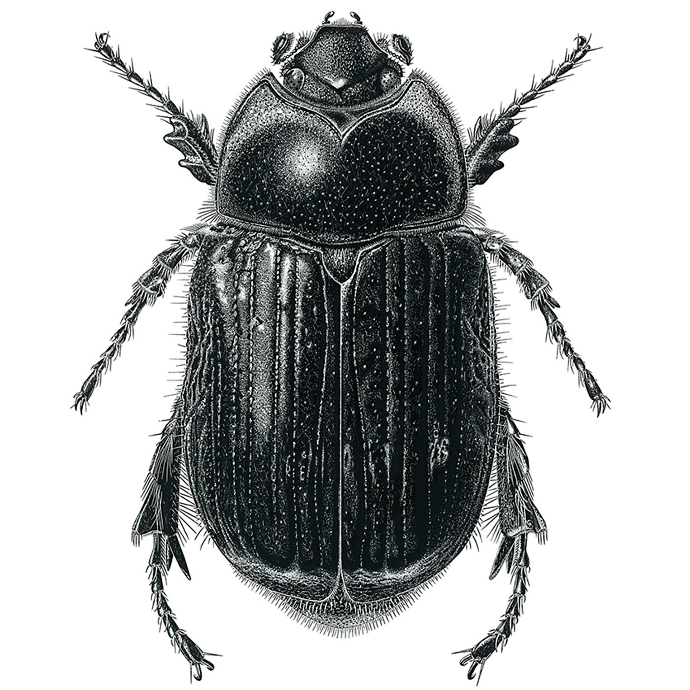 Rebecca Robinson - Art Print - Scarab Beetle