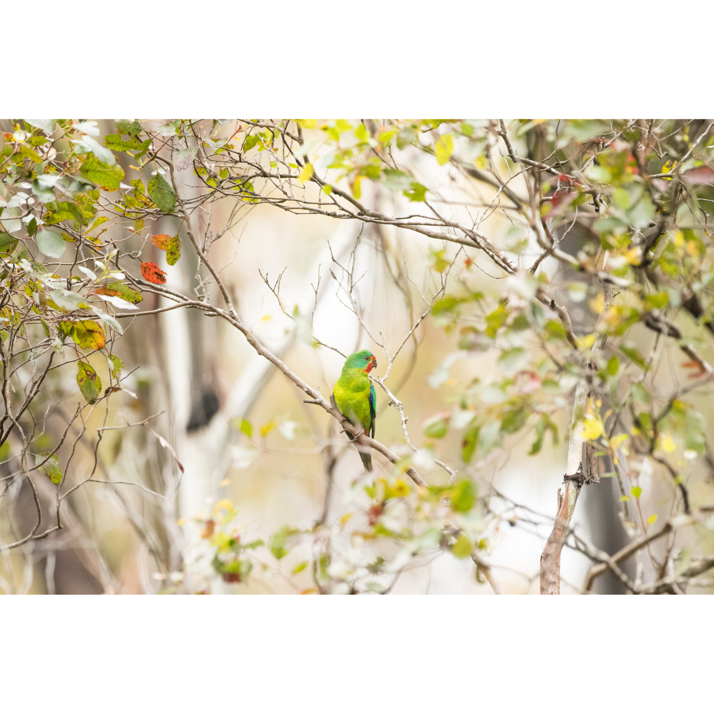 Antoine Chretien - Consideration for the Swift Parrots, the other beings and the forest.