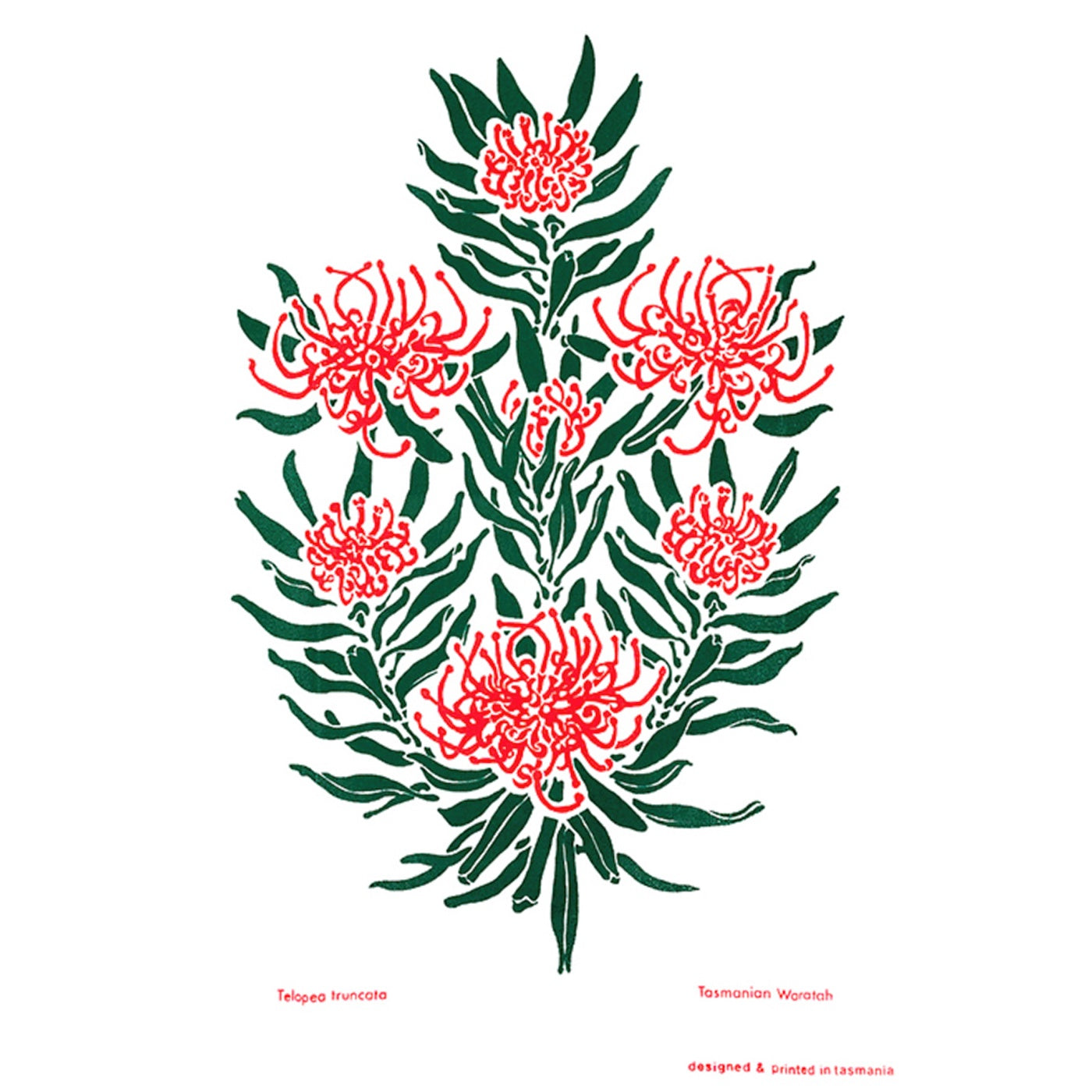 The T-Towel Gallery - Tea Towel - Waratah