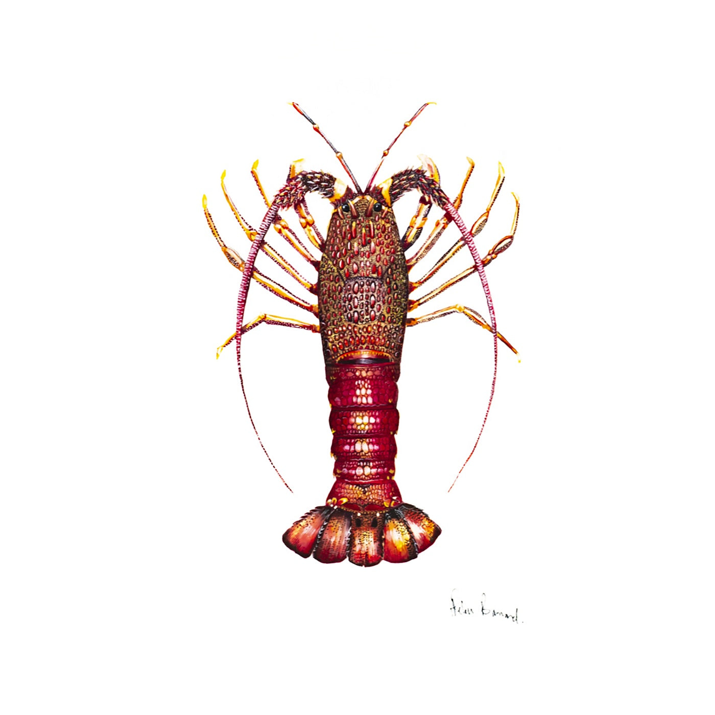 The Little Wren - Art Print - Southern Rocklobster