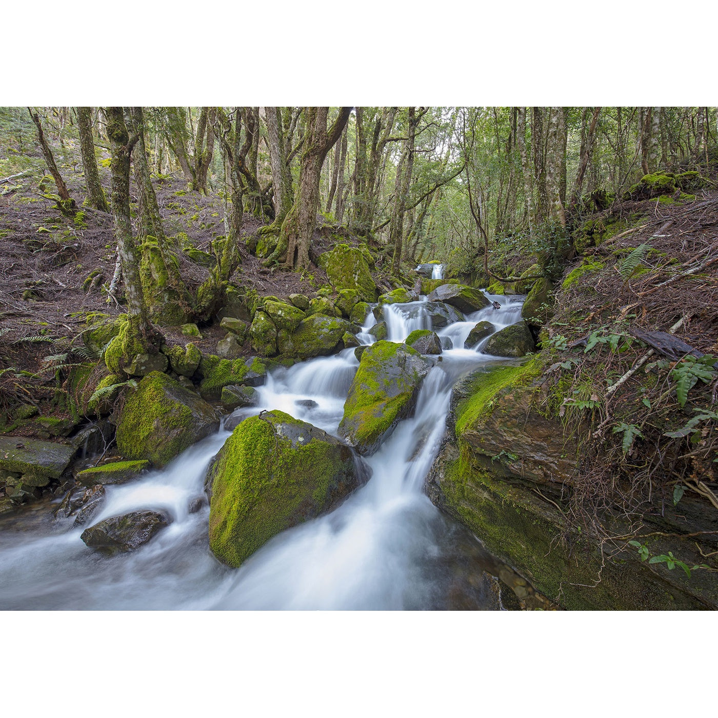Rob Blakers - Walls of Jerusalem National Park - Rainforest Stream