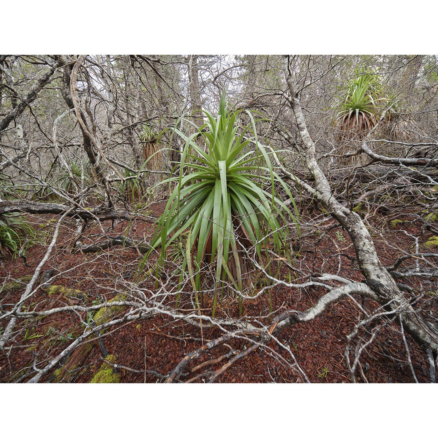 Rob Blakers - Franklin-Gordon Wild Rivers National Park - Winter Deciduous Beech
