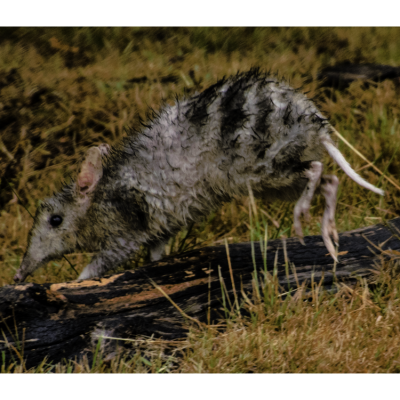 Wayne Goodwin - Fleeting Moment, Eastern Barred Bandicoot