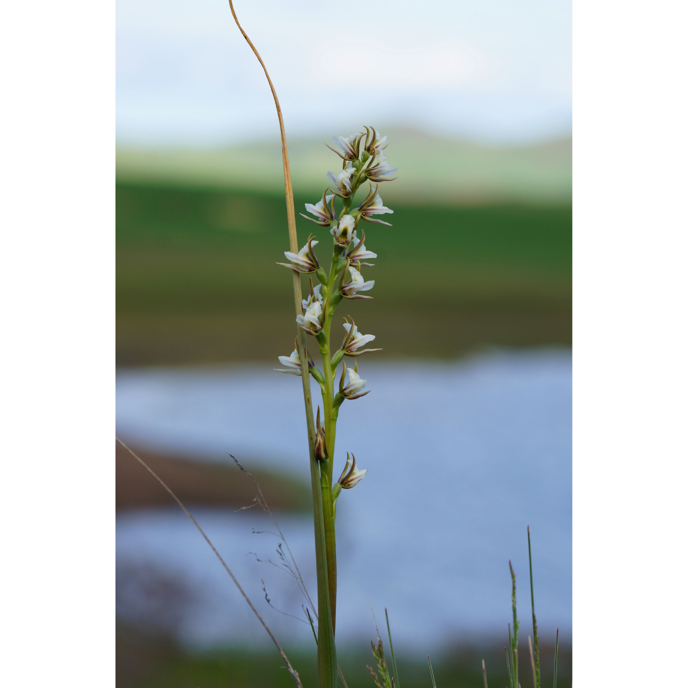Bruno Bell - Prasophyllum tunbridgense (Tunbridge Leek-Orchid)