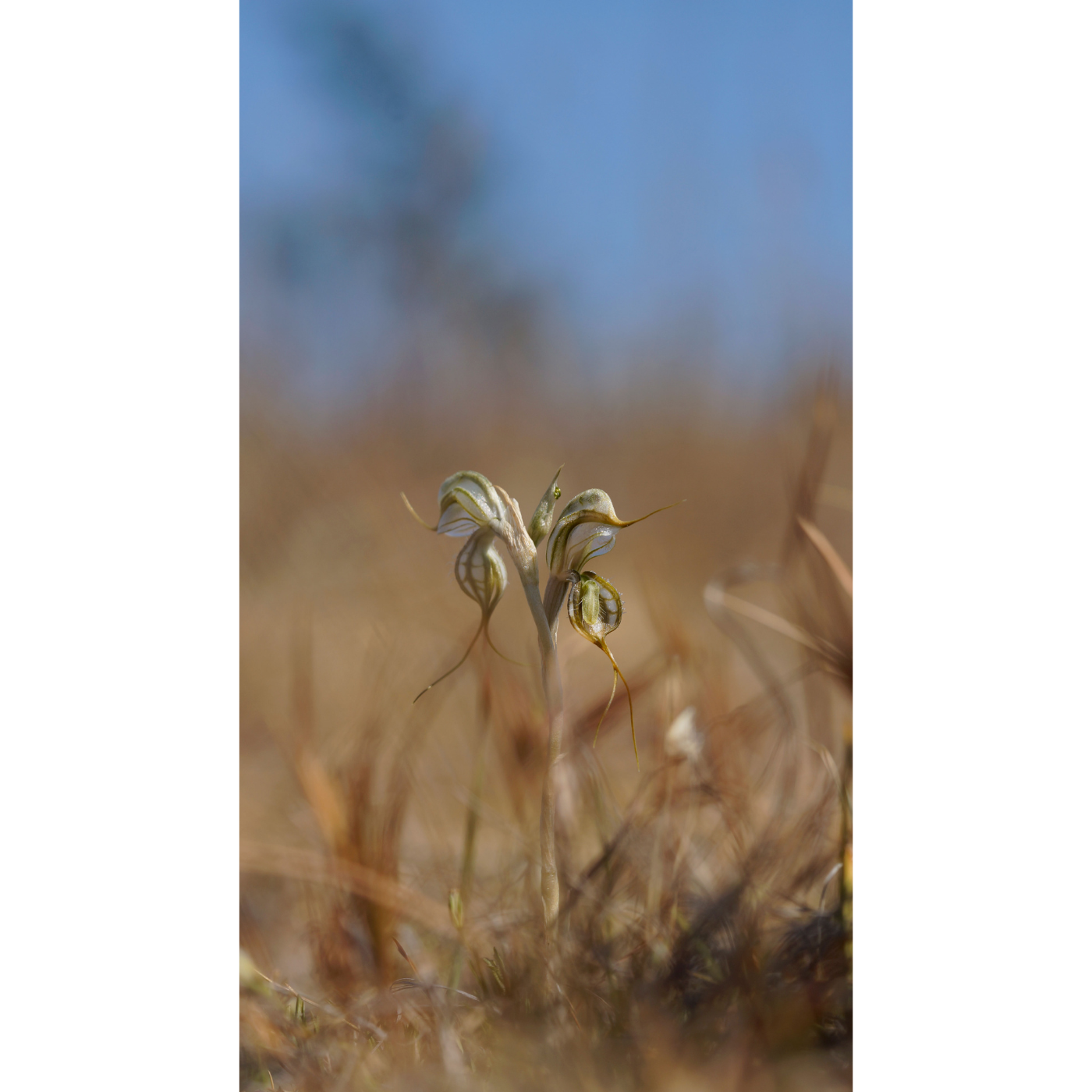 Bruno Bell - Pterostylis commutata (Midland Greenhood)