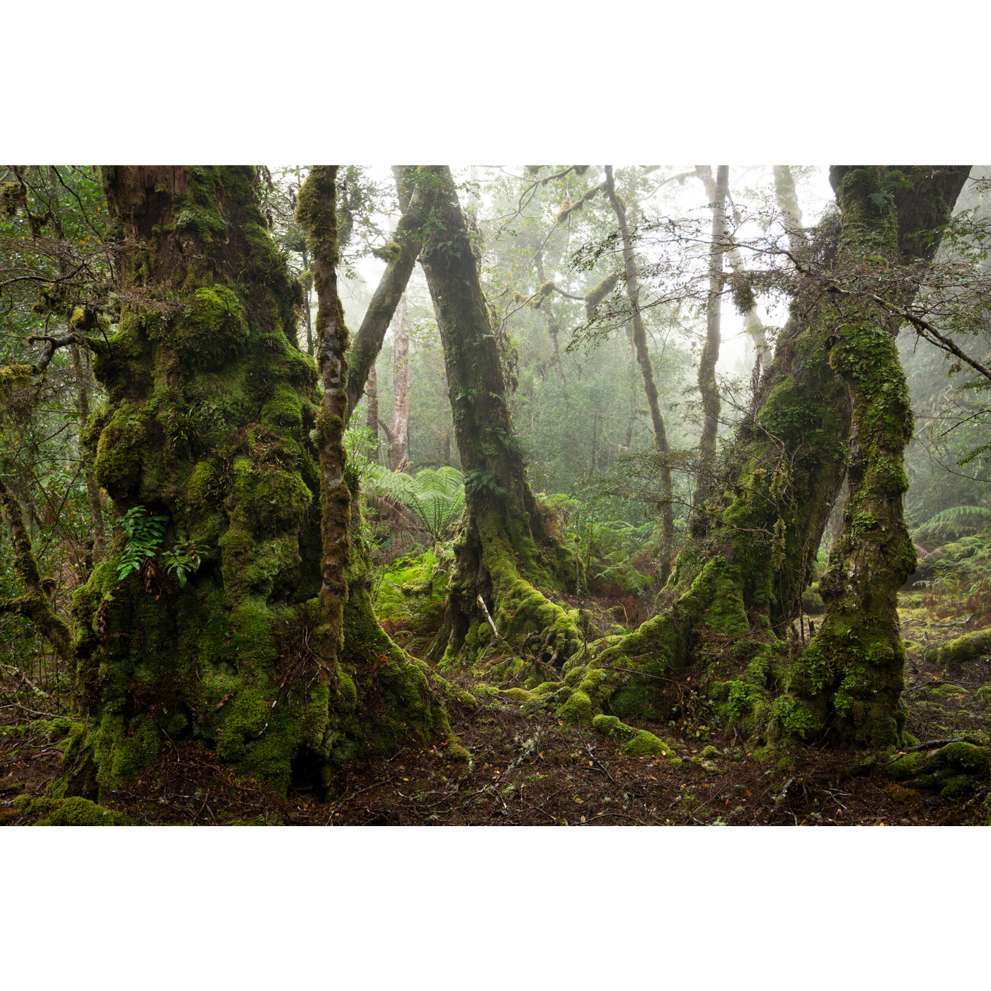 Nick Monk - Myrtle Forest, meenamatta / The Blue Tier