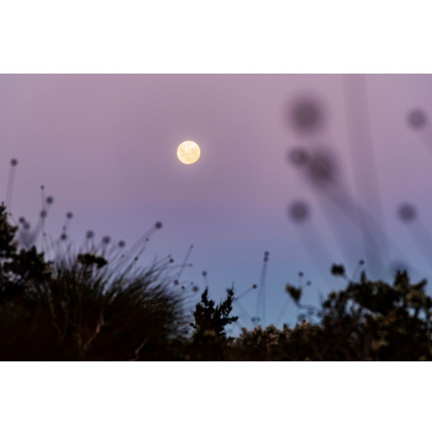 Luke O'Brien - Full Moon and Buttongrass