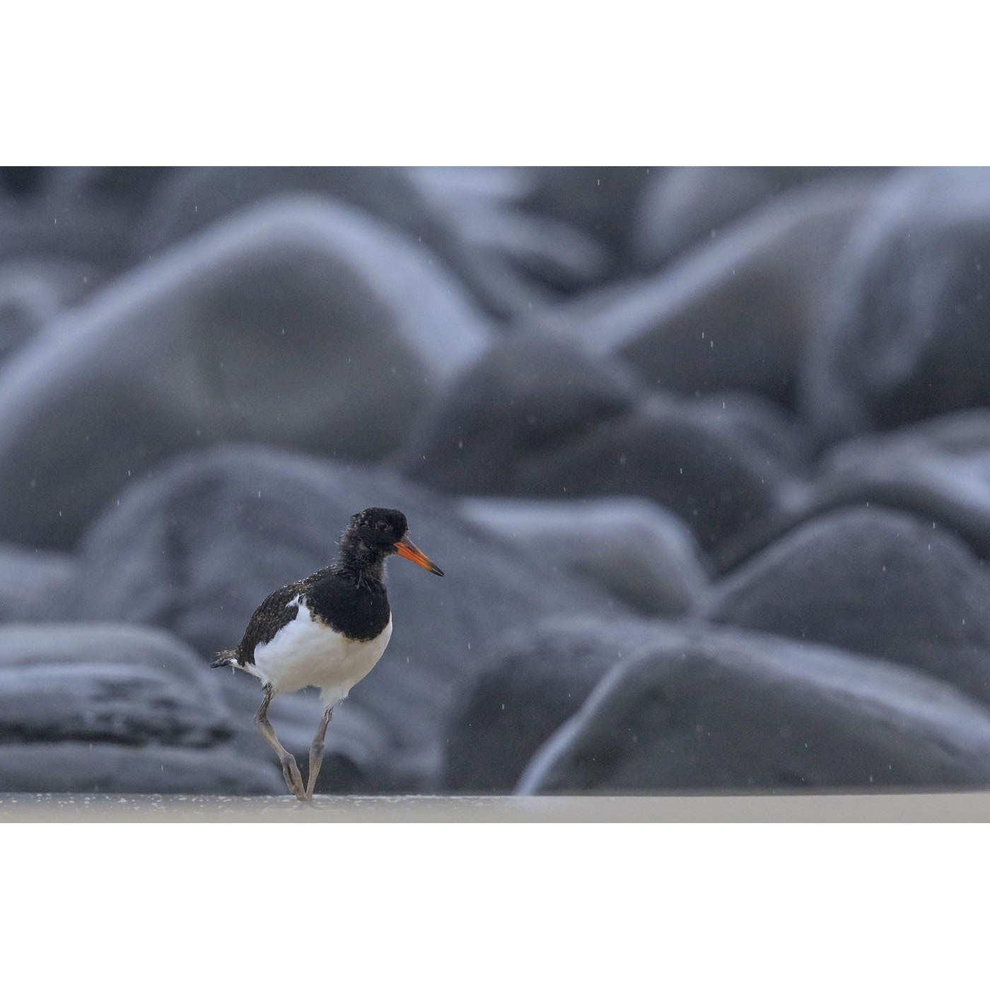 Rob Blakers - Bruny Island - Juvenile Pied Oystercatcher