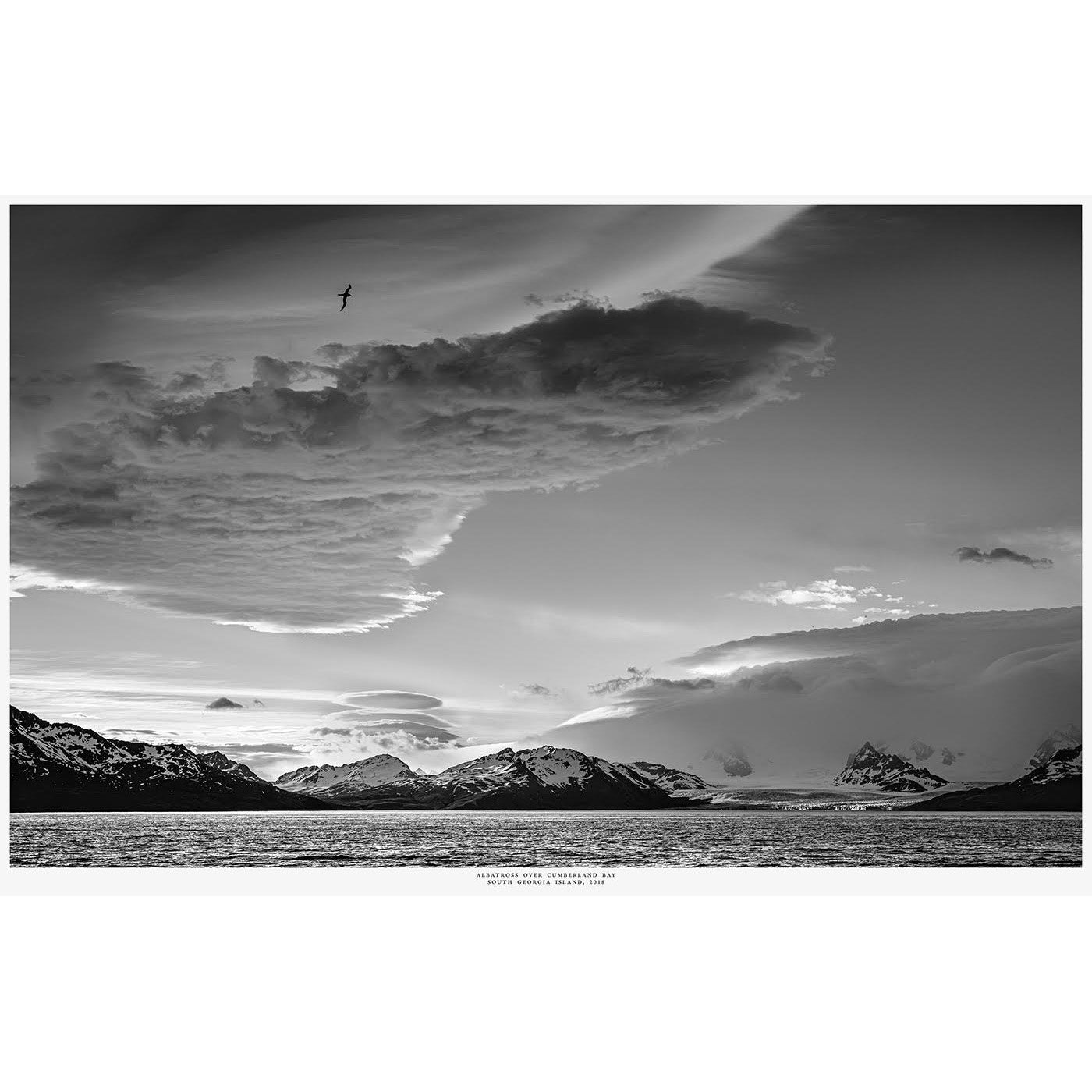 Peter Cosier - Albatross Over Cumberland Bay, South Georgia Island, 2018