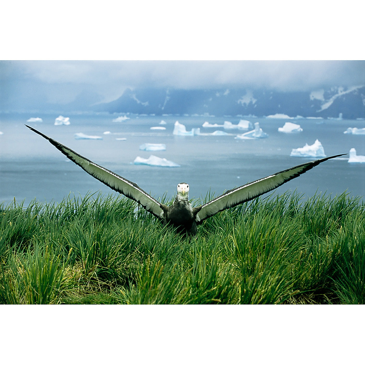 Graham Robertson - The Fledgling