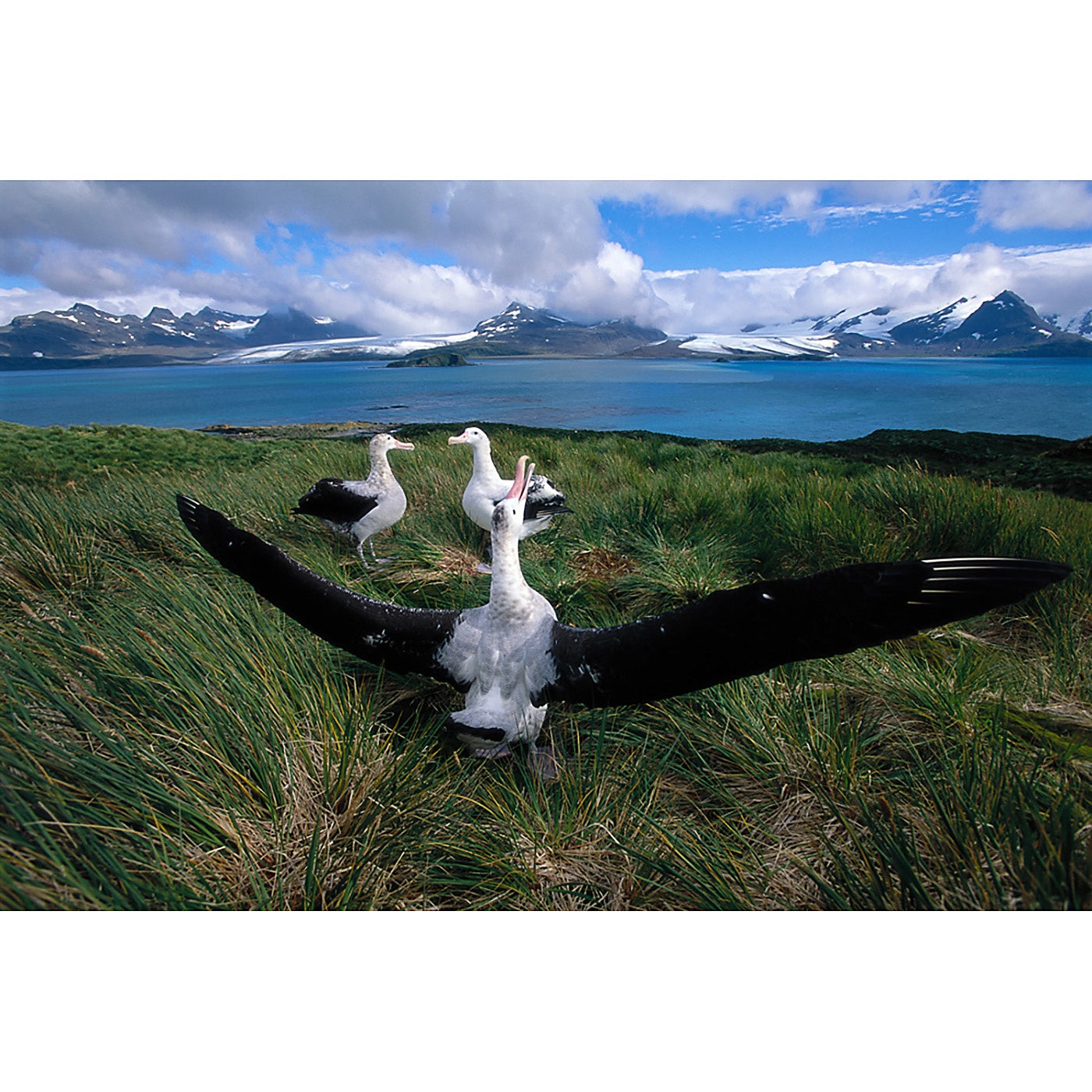 Graham Robertson - Big Wings