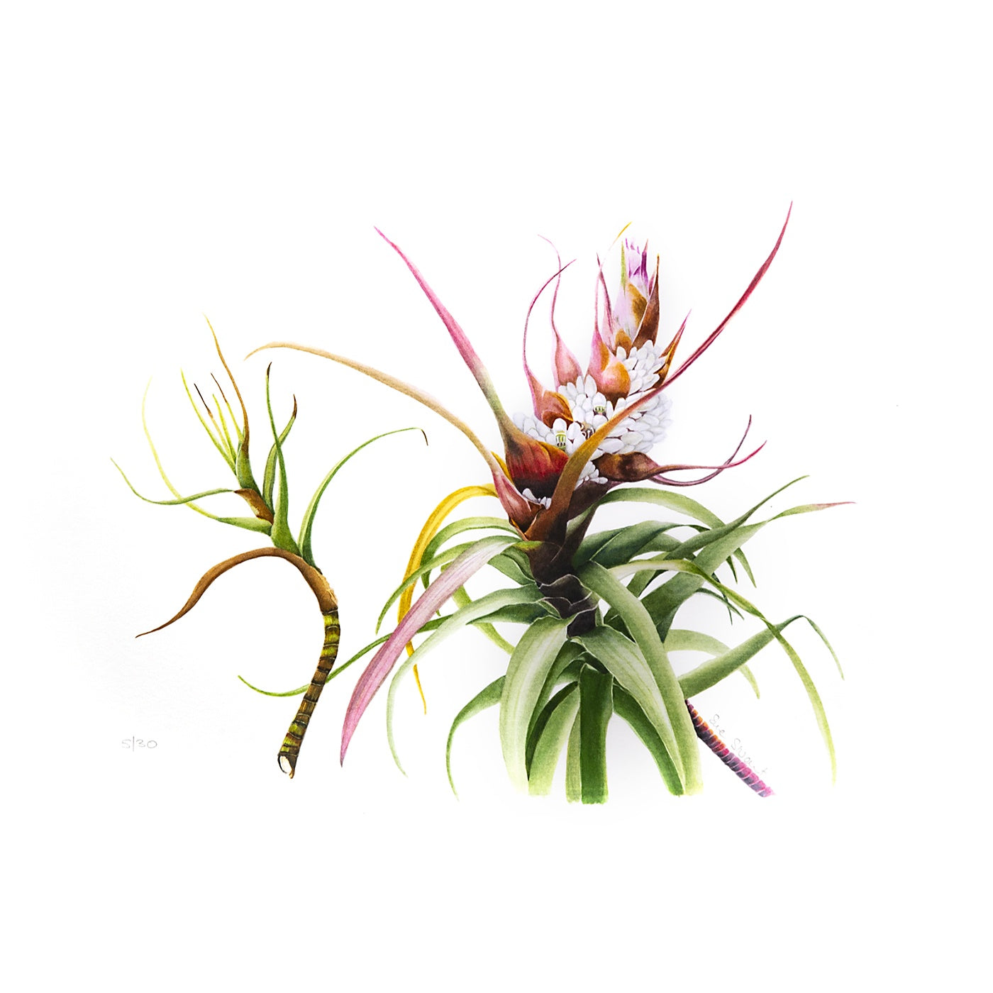 Sue Stuart - Art Print - Richea Dracophylla