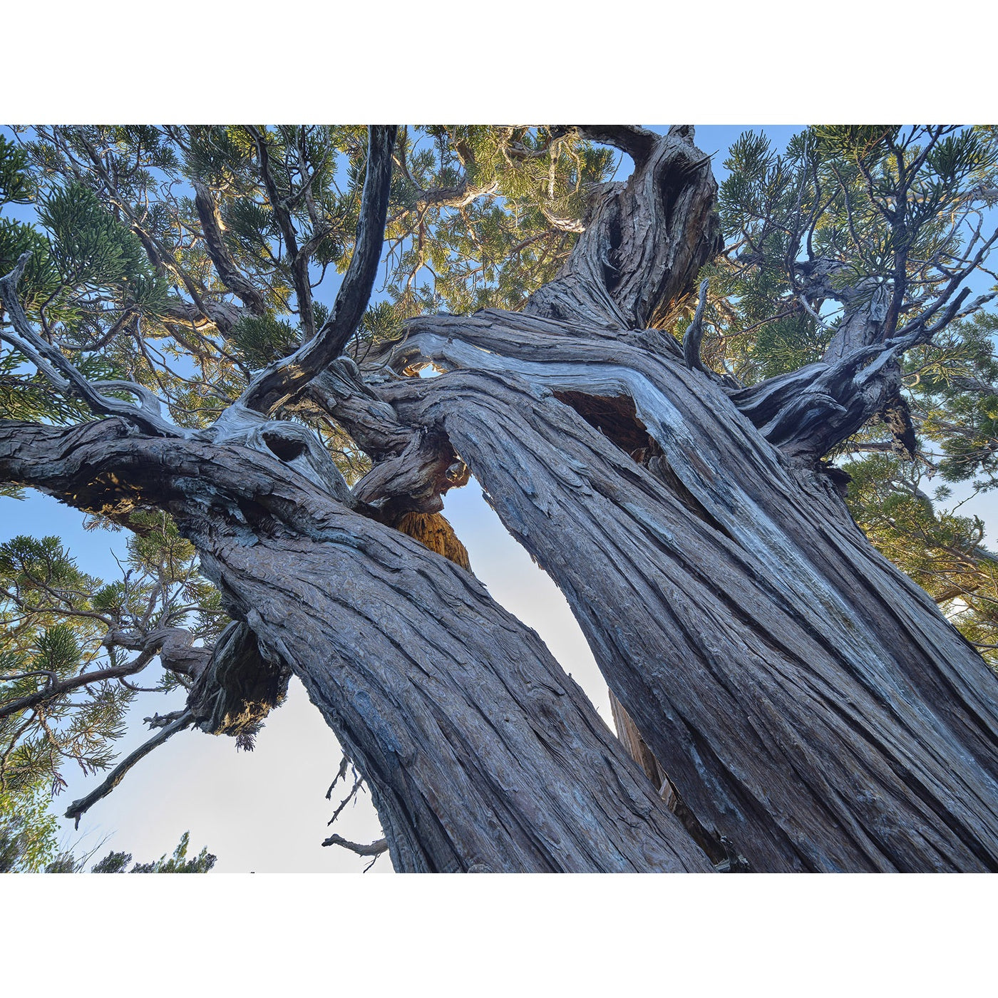 Rob Blakers - Franklin-Gordon Wild Rivers National Park - Ancient Pencil Pine 1