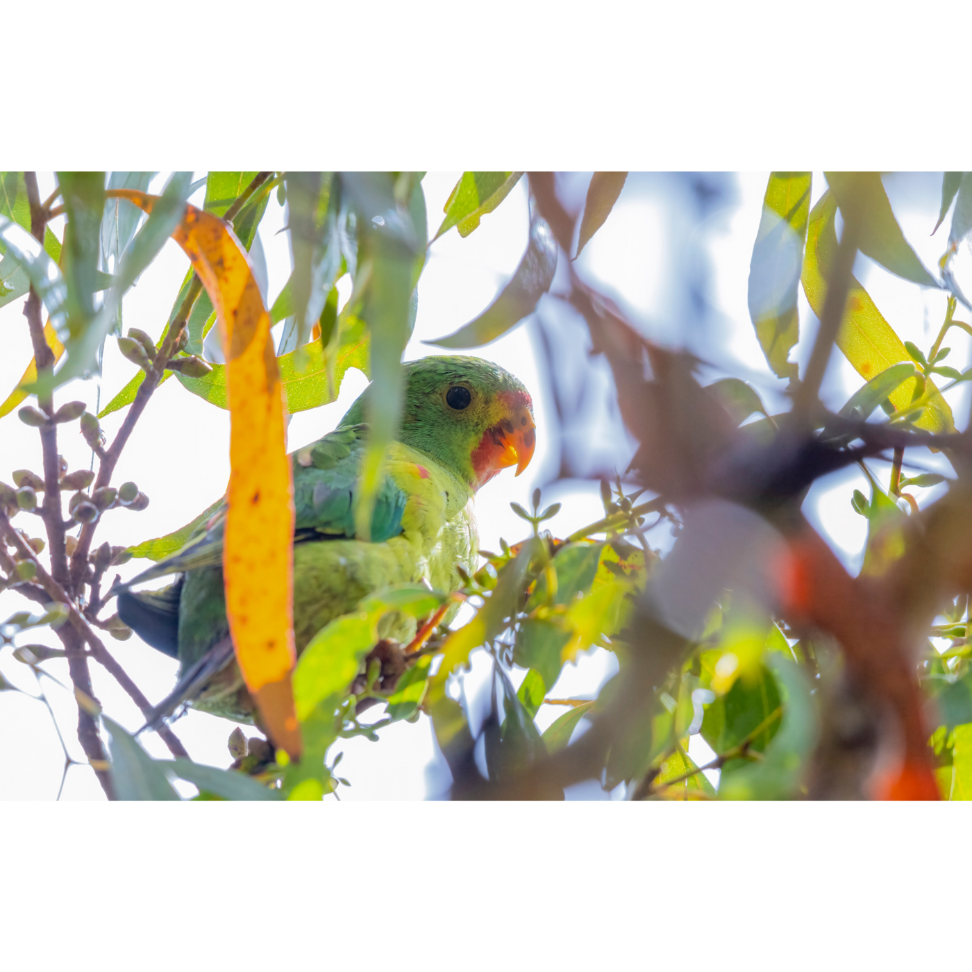 Rob Blakers - Logging Area SH069E - Newly Fledged Swift Parrot Chick