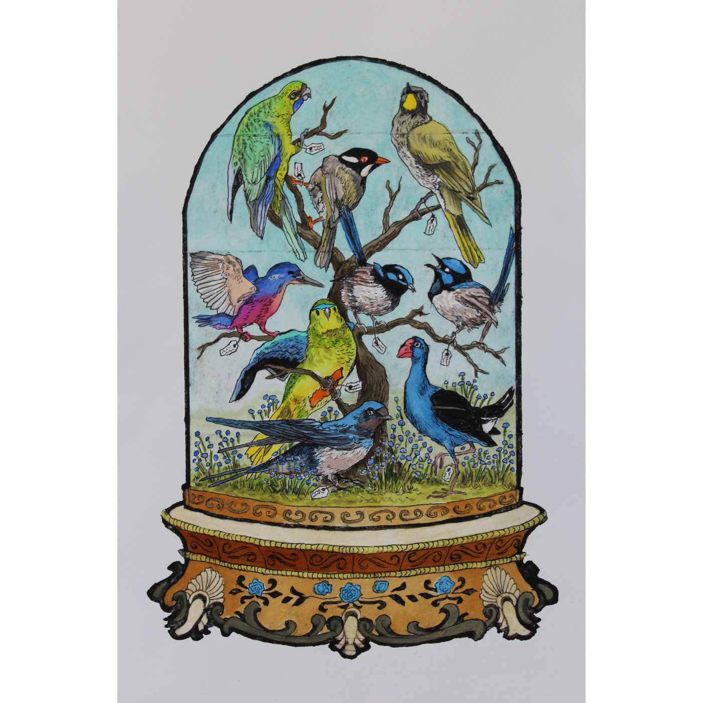 Anna Berger - Tasmanian Birds and Native Cornflowers