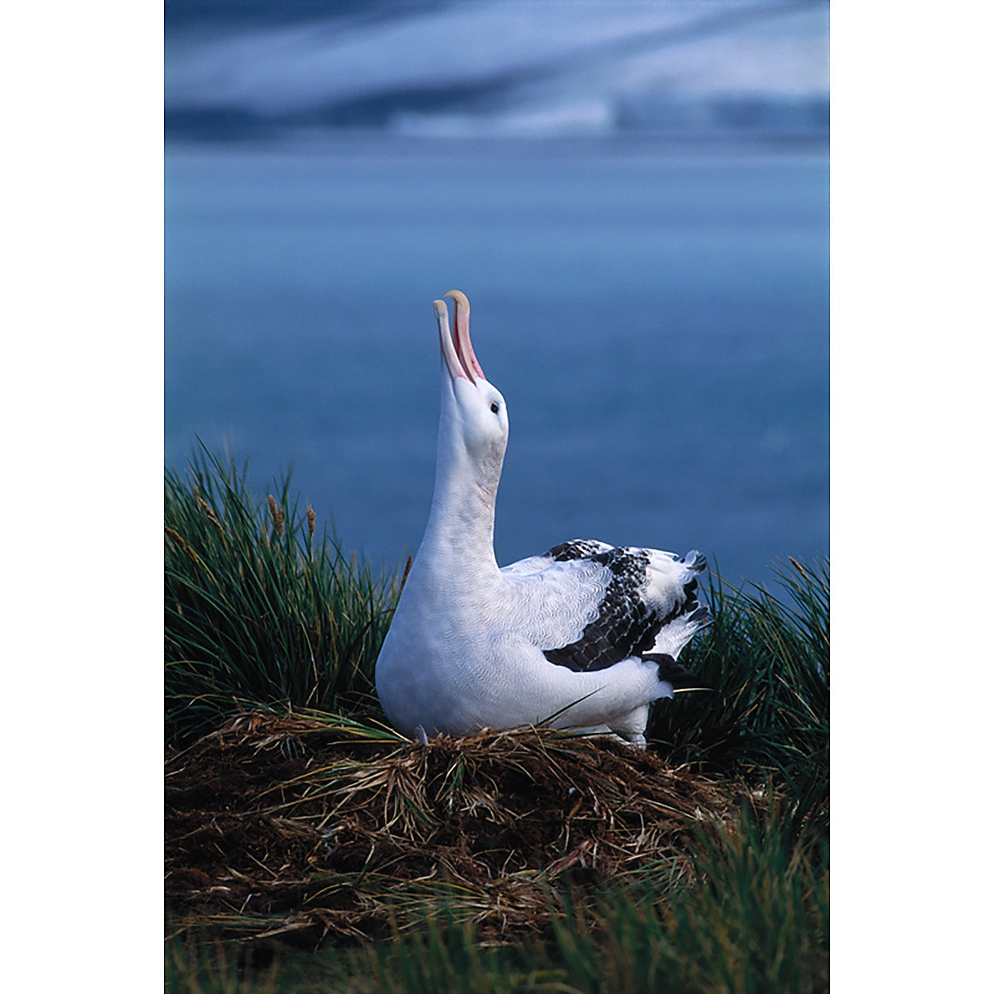 Graham Robertson - Sky Call