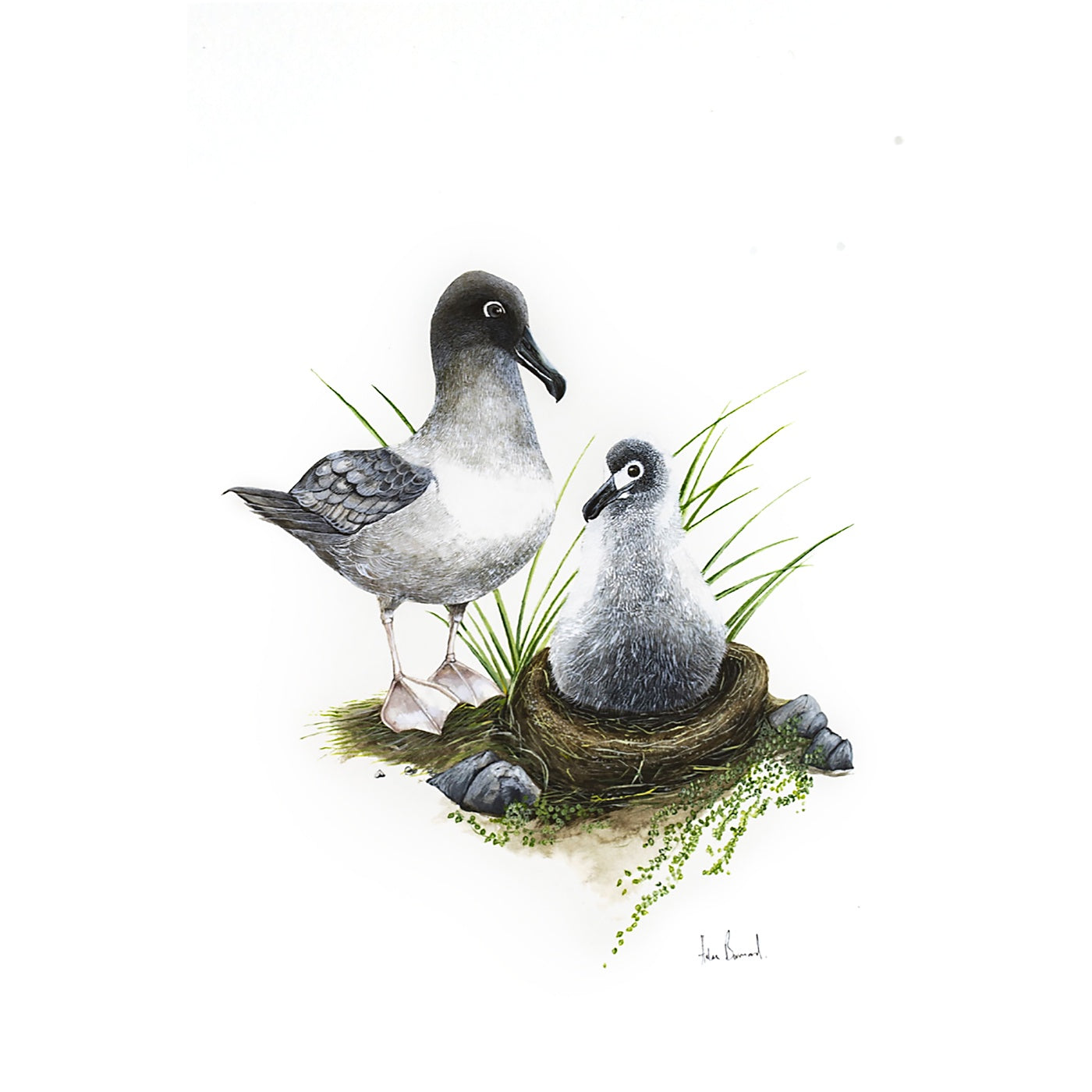 The Little Wren - Art Print - Light-mantled Sooty Albatross