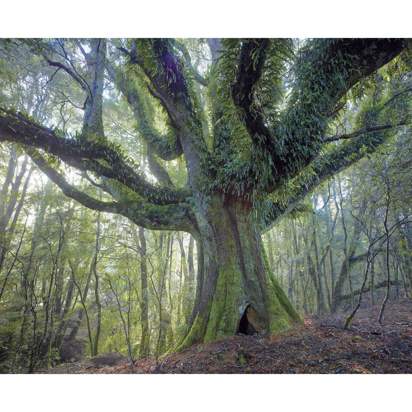 Rob Blakers - Highlands of North East Tasmania - Ancient Myrtle