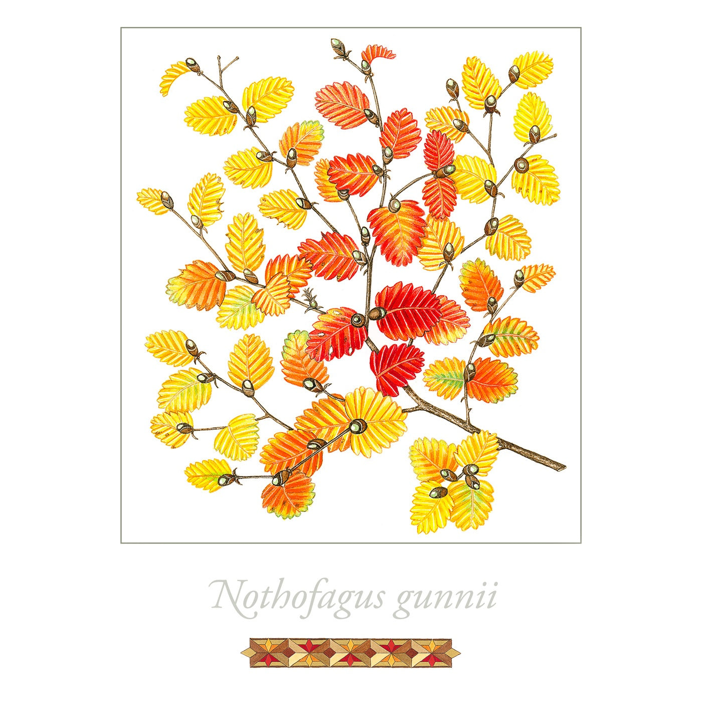 Sylvie Gerozisis - Flora of Tasmania - Art Print - Deciduous Beech