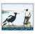 Sylvie Gerozisis - Birds of Tasmania - Art Print - Tasmanian Magpies