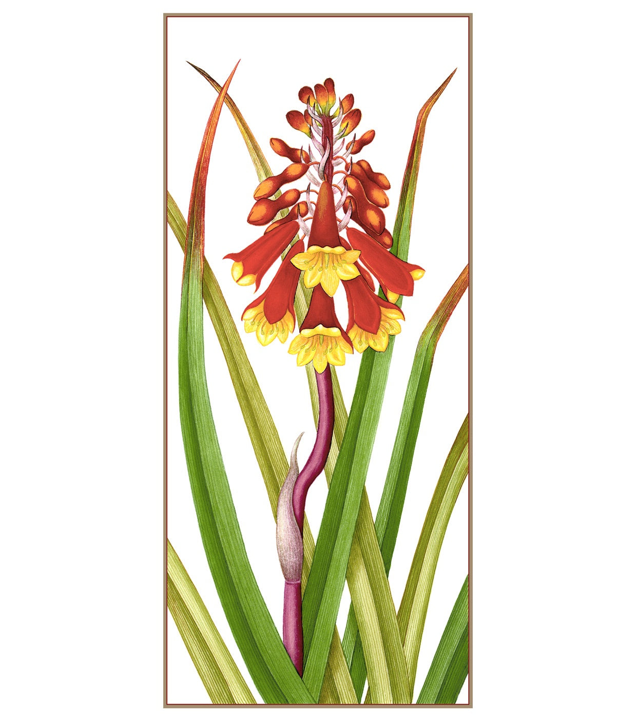 Sylvie Gerozisis - Botanica Tasmania - Art Print – Christmas Bells 1