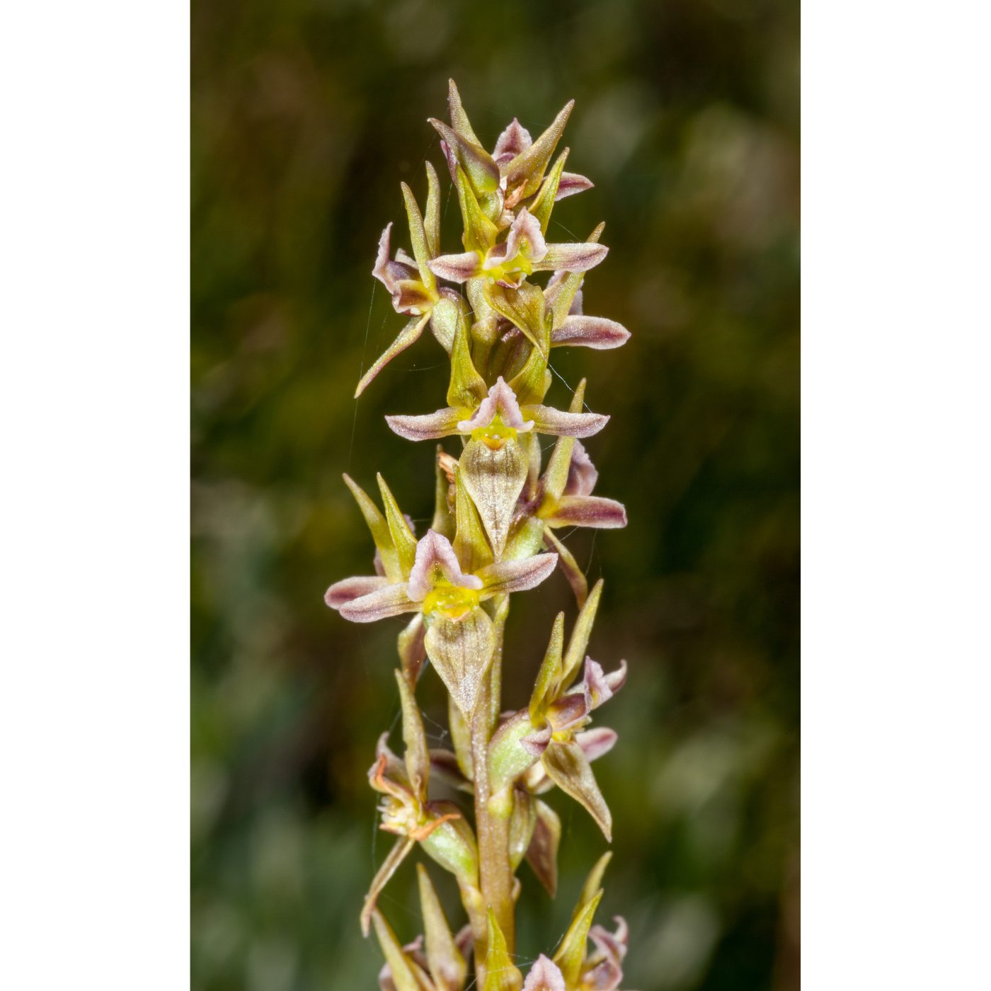 Jak & Corinne Denny - Prasophyllum taphanyx (Graveside Leek-orchid )