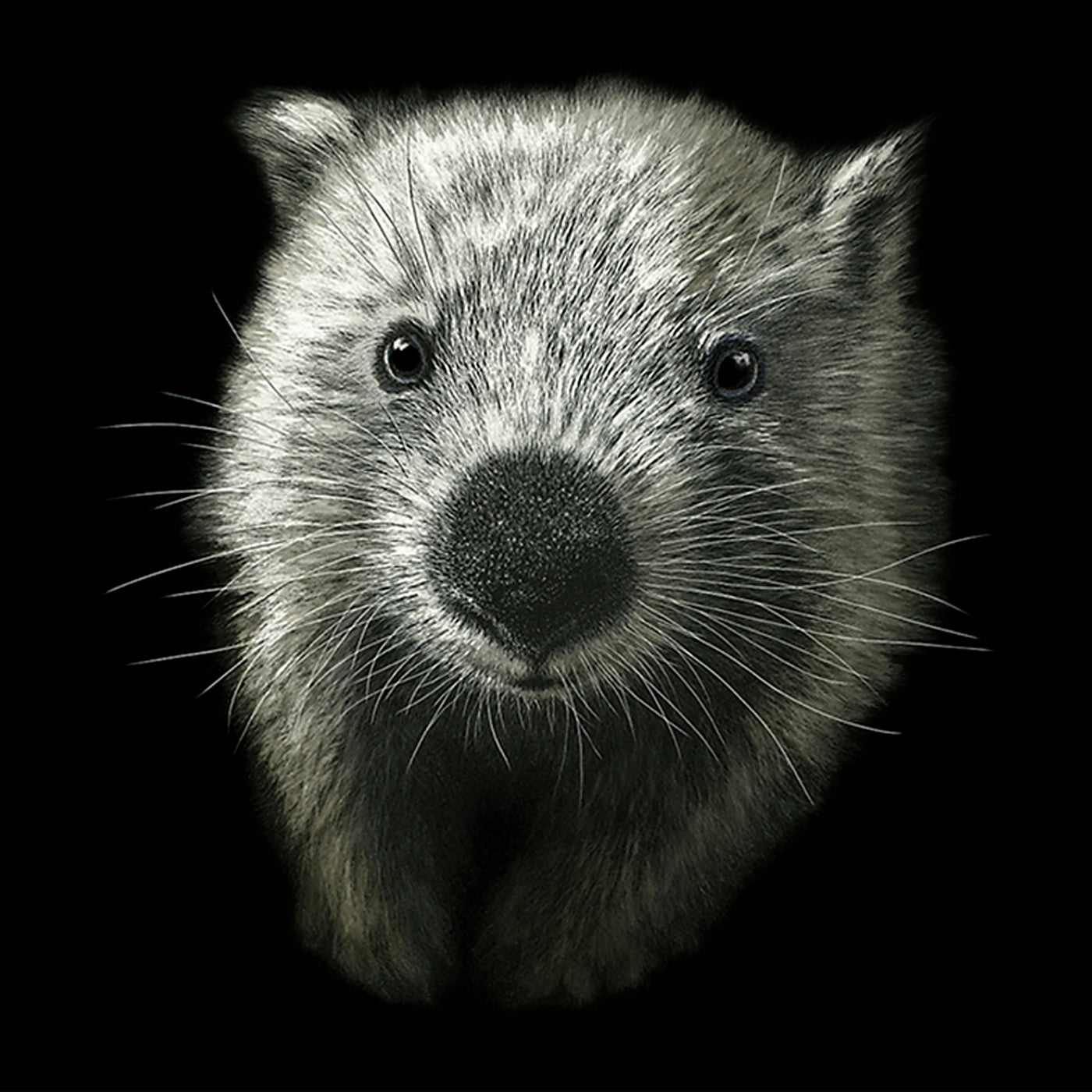 Rebecca Robinson - Card - Wombat