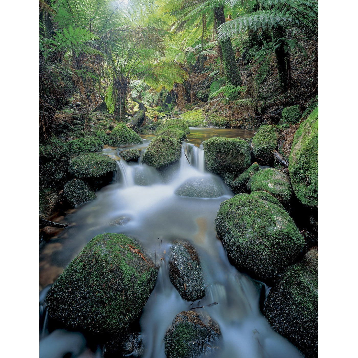 Rob Blakers - Blue Tier Forest Reserve - Highland Stream