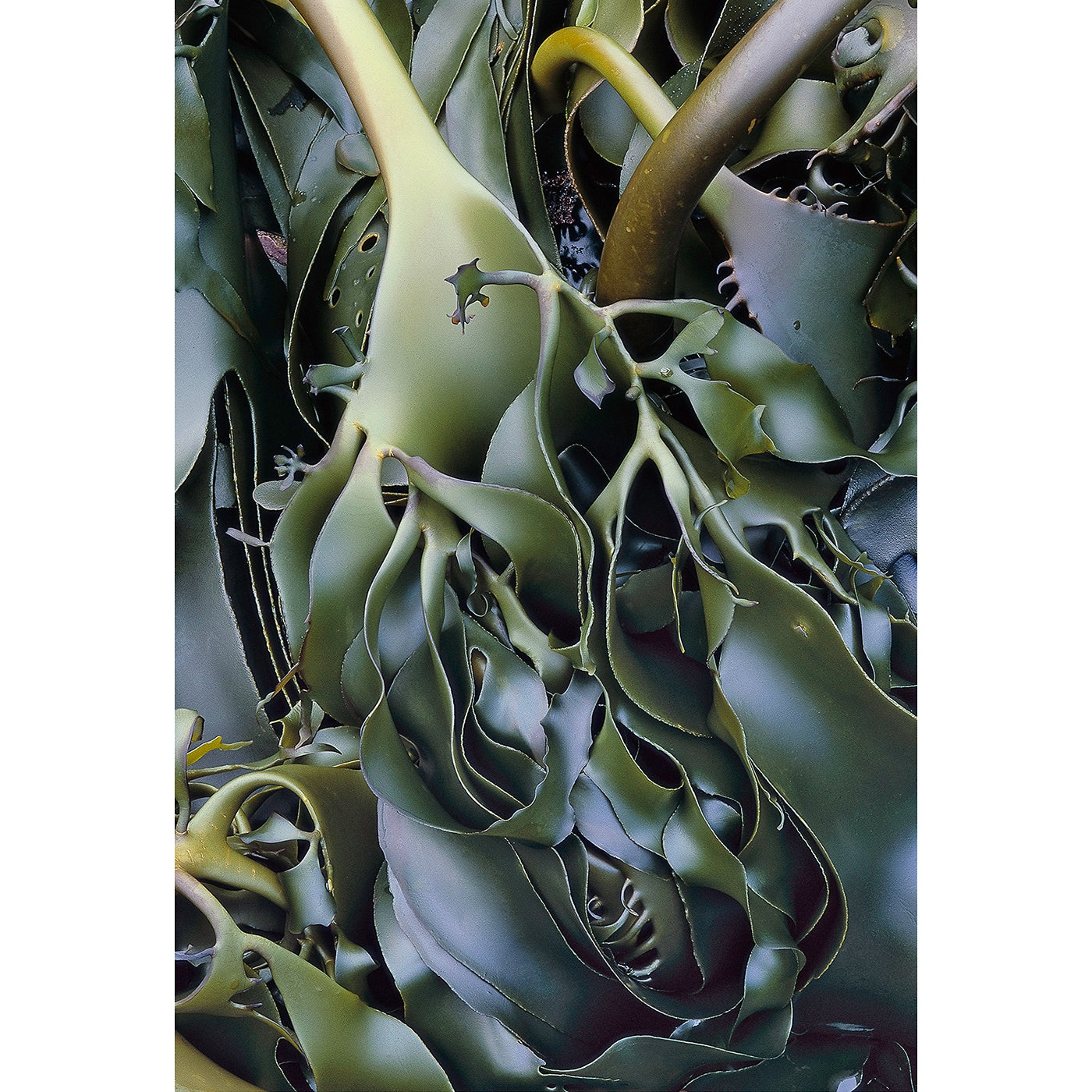 Chris Bell - Kelp, Tarkine