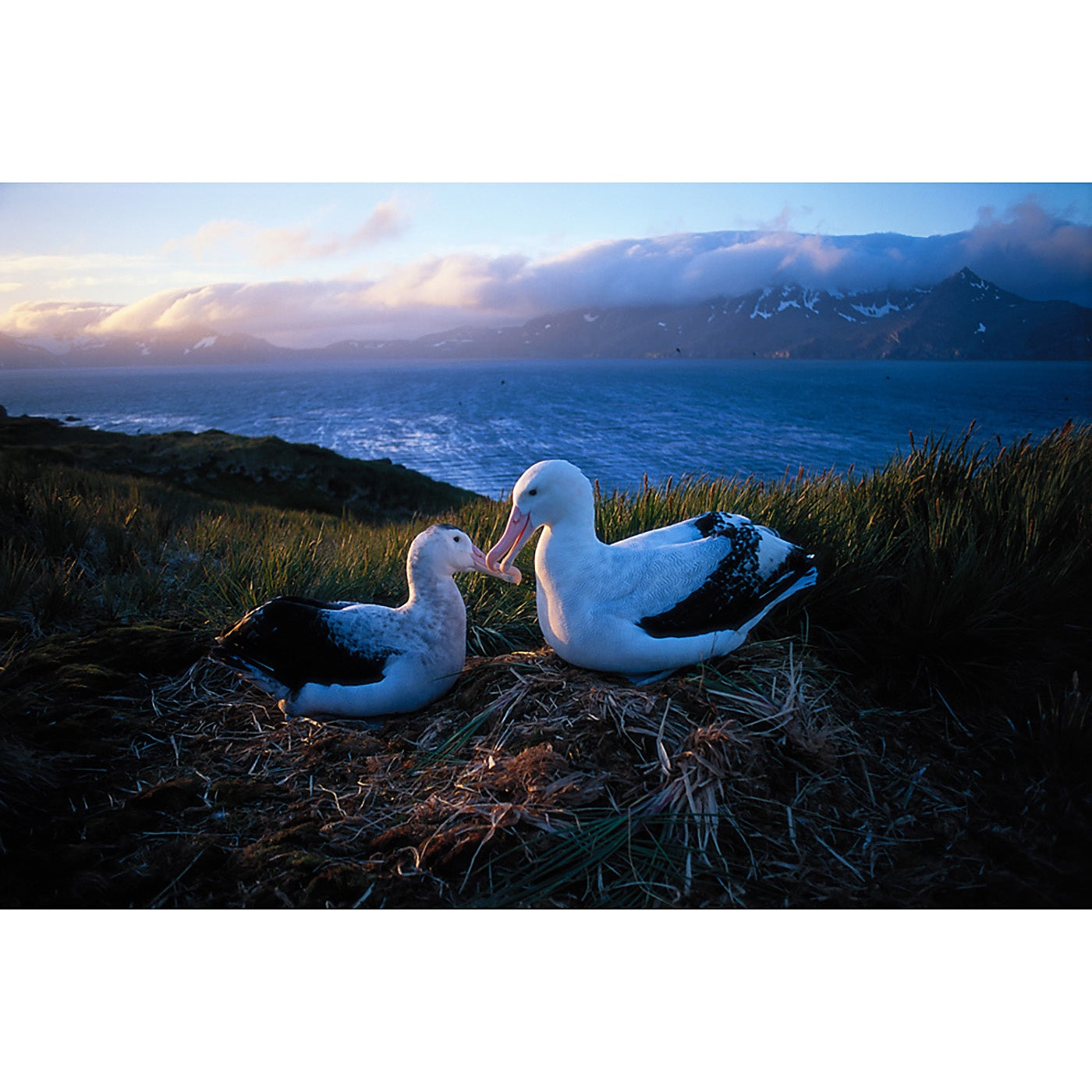 Graham Robertson - Romantic Moment