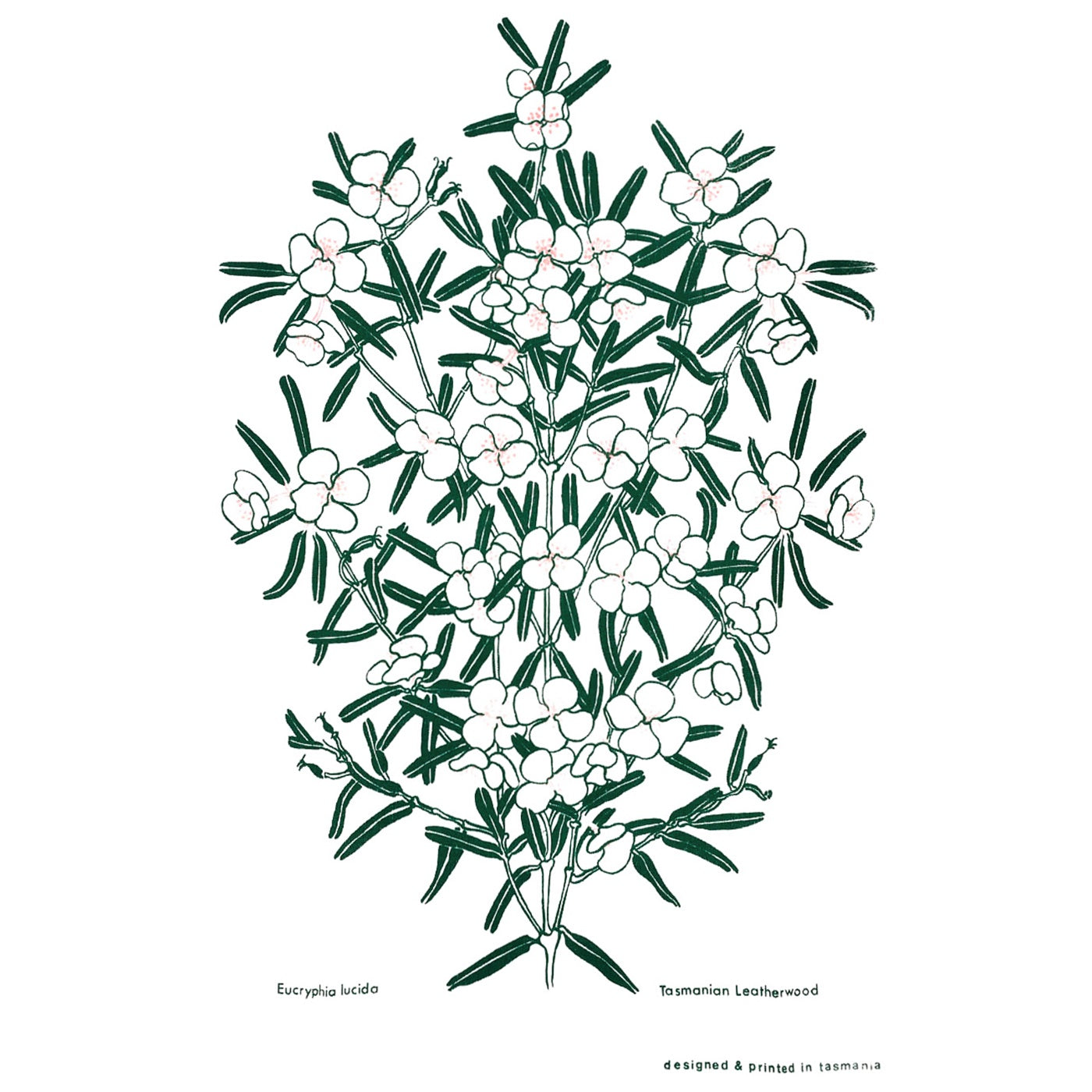 The T-Towel Gallery - Tea Towel - Leatherwood