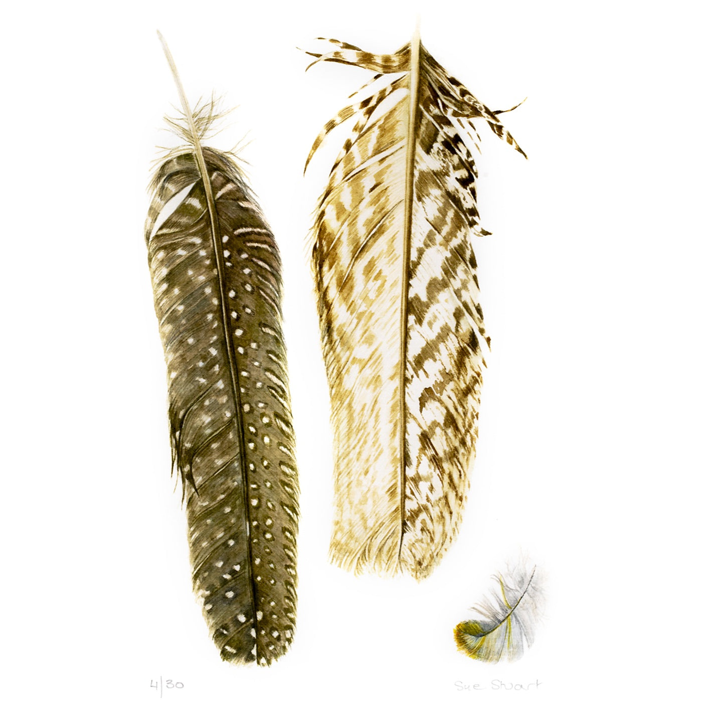Sue Stuart - Art Print - Feathers I - A4