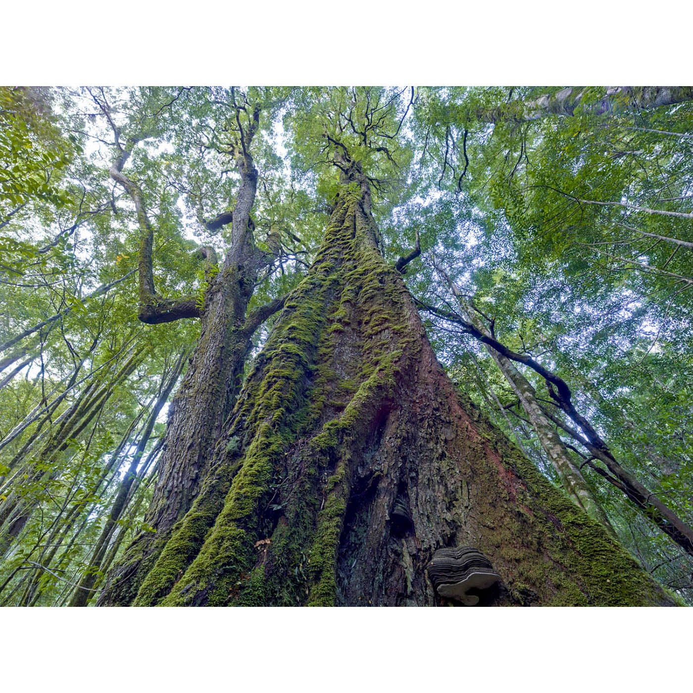 Rob Blakers - Takayna, Mt Lindsay - Ancient Myrtles