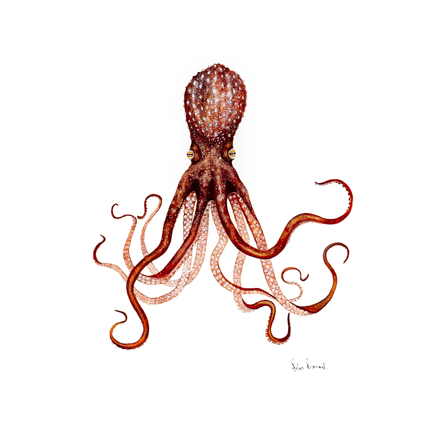The Little Wren - Art Print - Maori Octopus