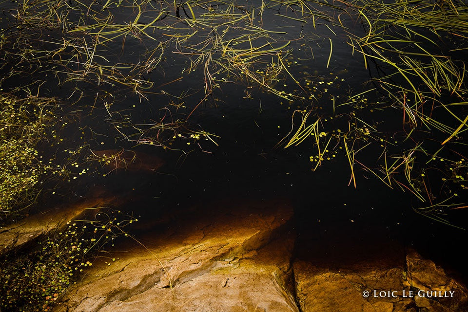 Loic Le Guilly - Dark Pond, Tarkine