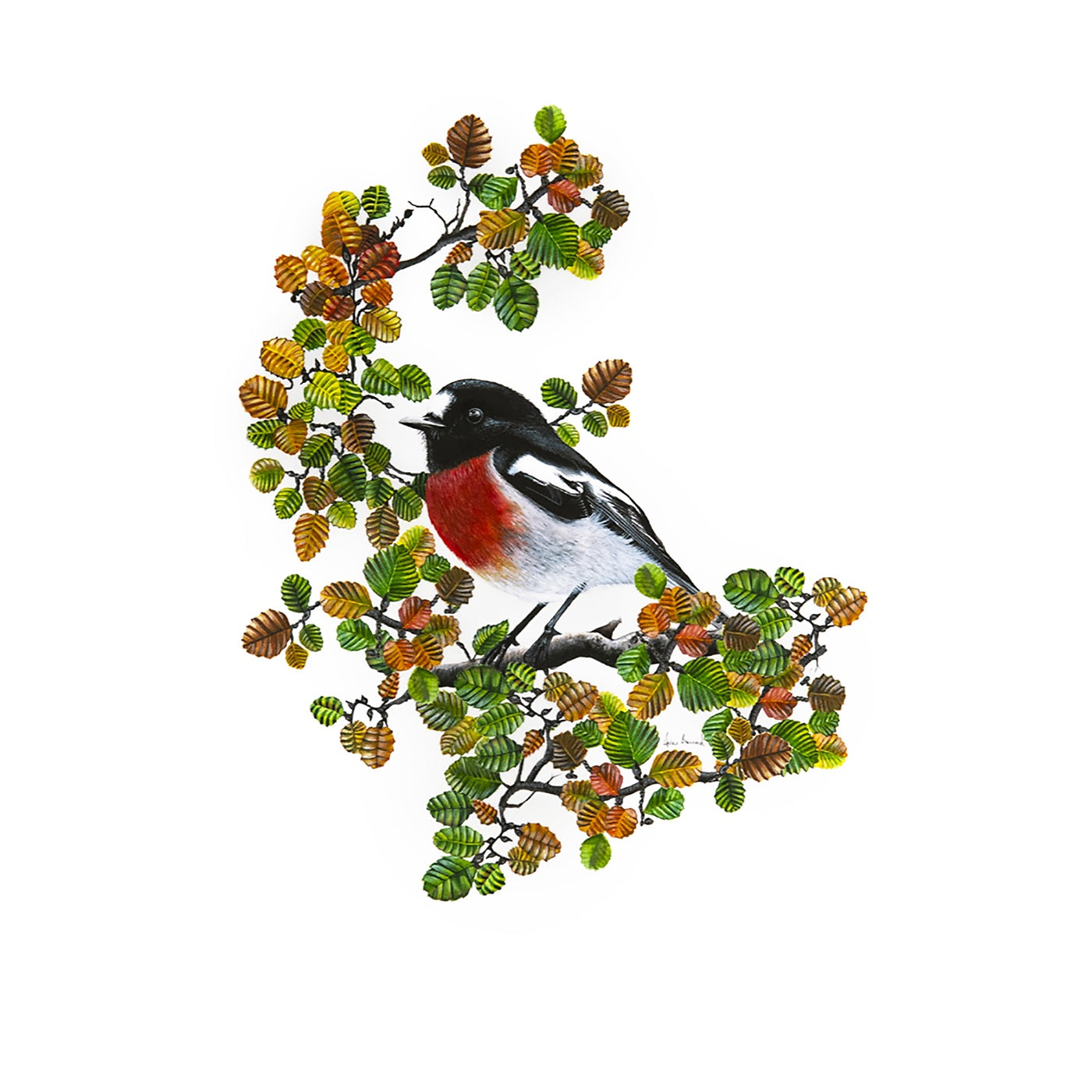 The Little Wren - Art Print - Scarlet Robin
