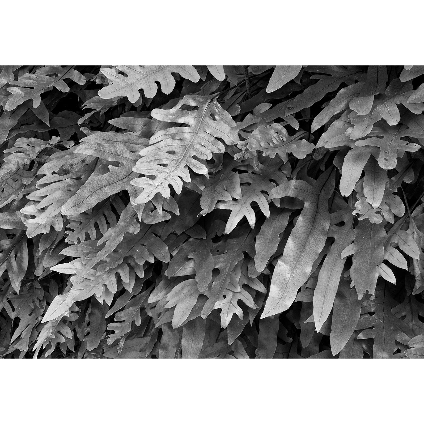 Chris Bell - Kangaroo Ferns