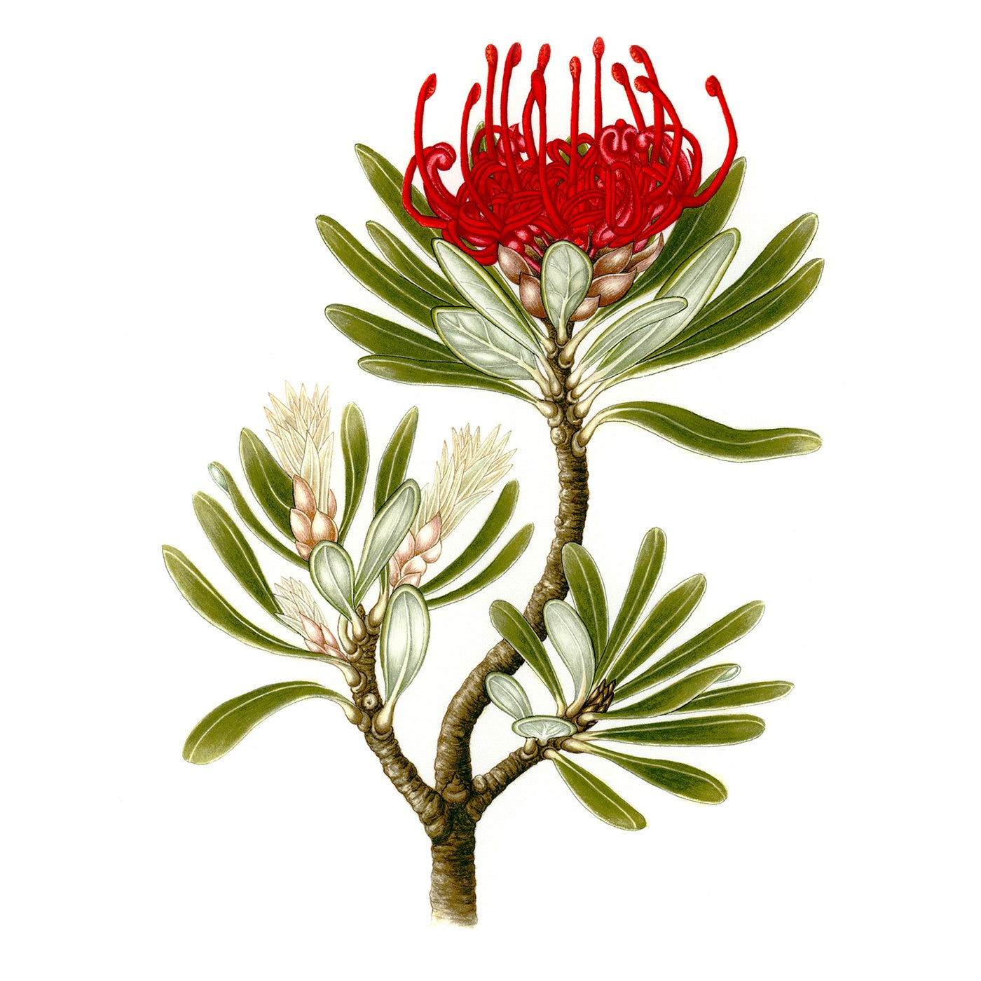 Sylvie Gerozisis - Botanica Tasmania - Art Print – Tasmanian Waratah 1