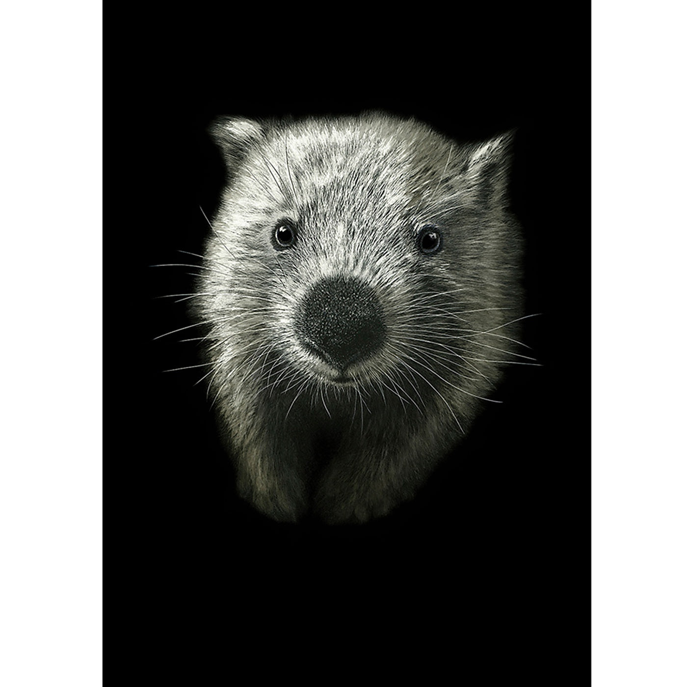 Rebecca Robinson - Art Print - Wombat